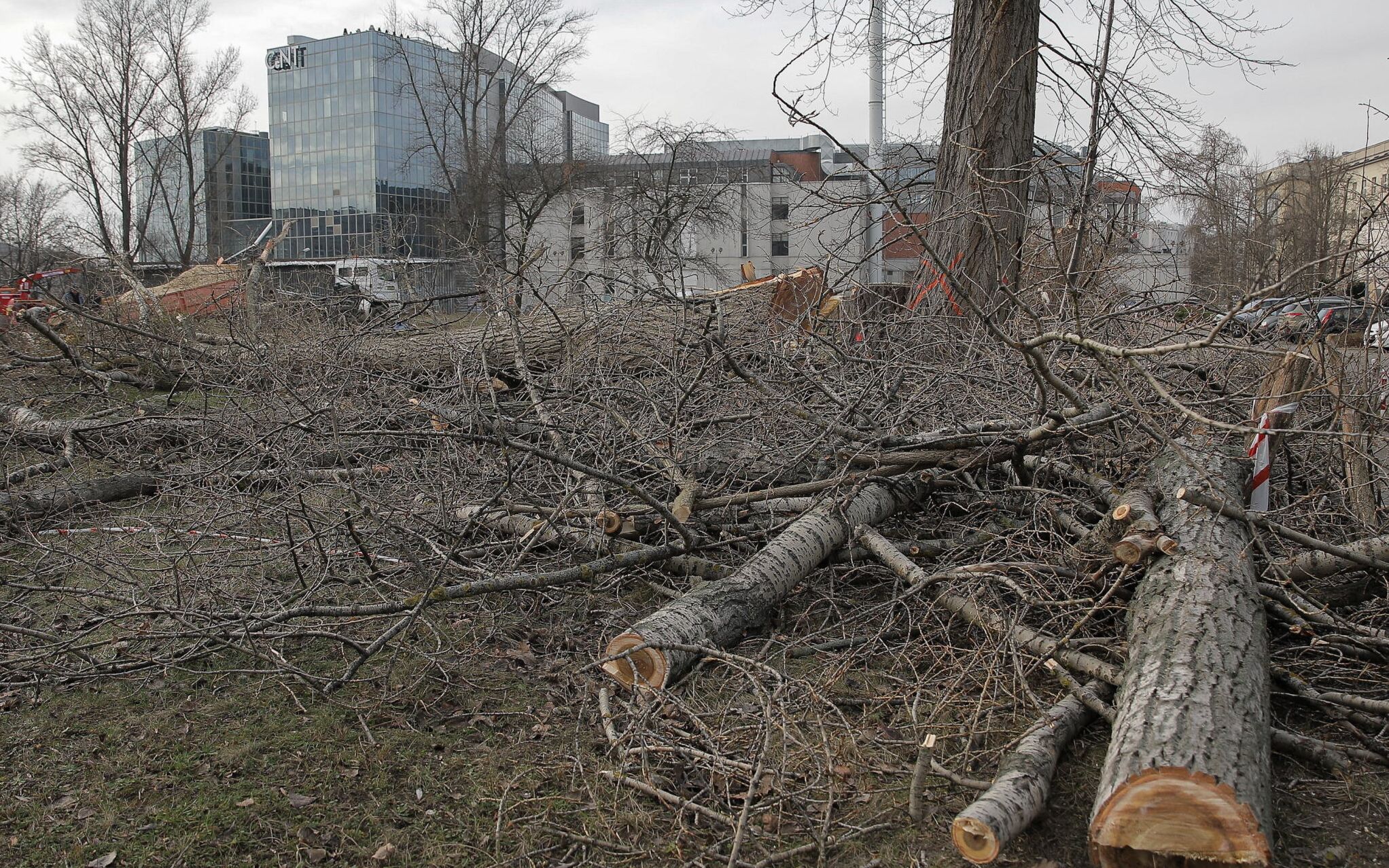 12.01.2021 Warszawa . Wycinka drzew na skwerze miedzy klubem Proxima a Centrum Nowych Technologii CeNT .
Fot. Dawid Zuchowicz / Agencja Wyborcza.pl