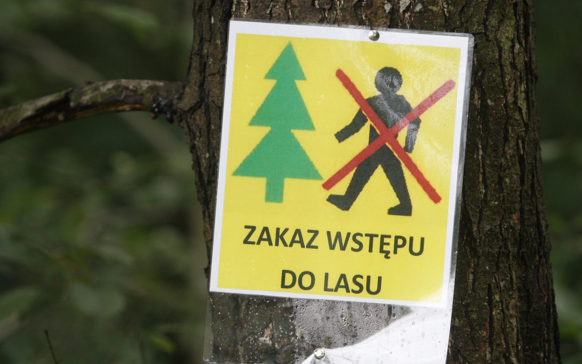 13.07.2016 Laskowa , Lesnictwo Niewachlow . Zakaz wstepu do lasu . Polamane drzewa podczas wichury . 
Fot. Pawel Malecki / Agencja Gazeta