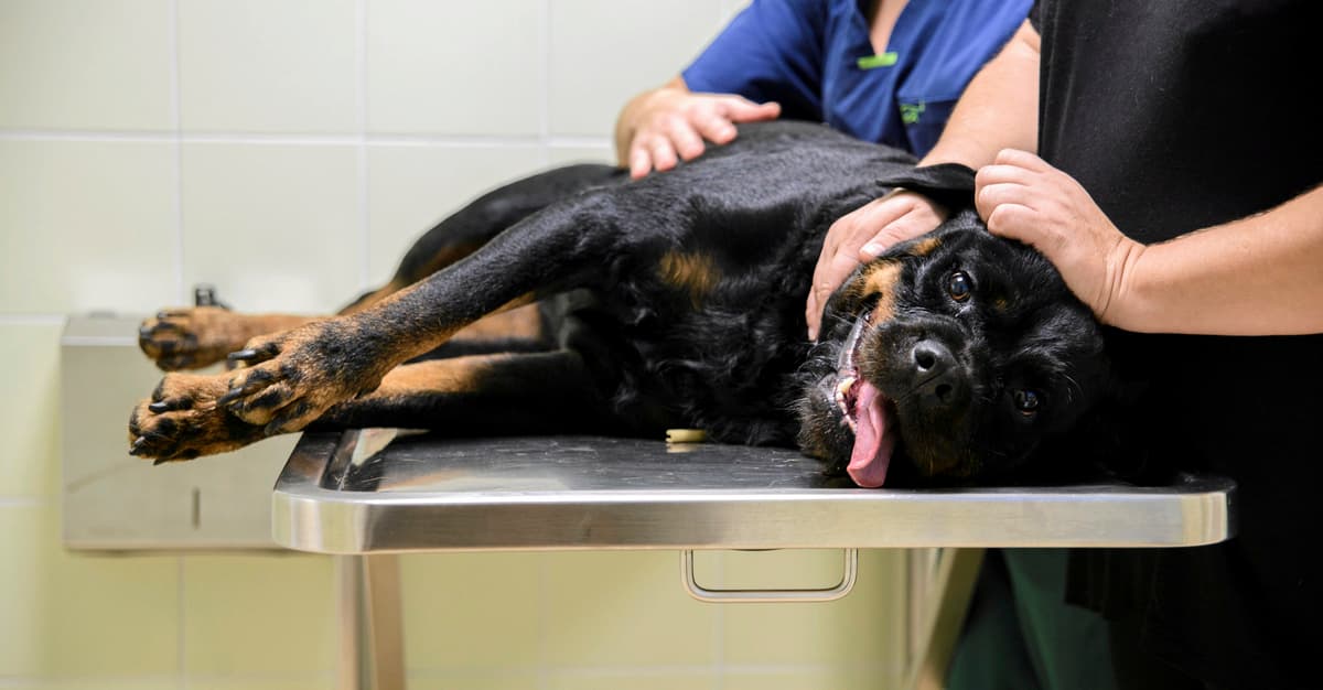 Leczenie zwierząt za darmo zabije konkurencję? Trwa spór o charytatywne lecznice