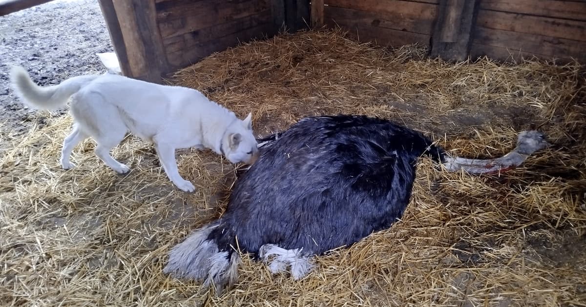 Tak katował, iż złamał przełyk. Łukasz Sz. stanął przed sądem za zabicie strusia Zenka
