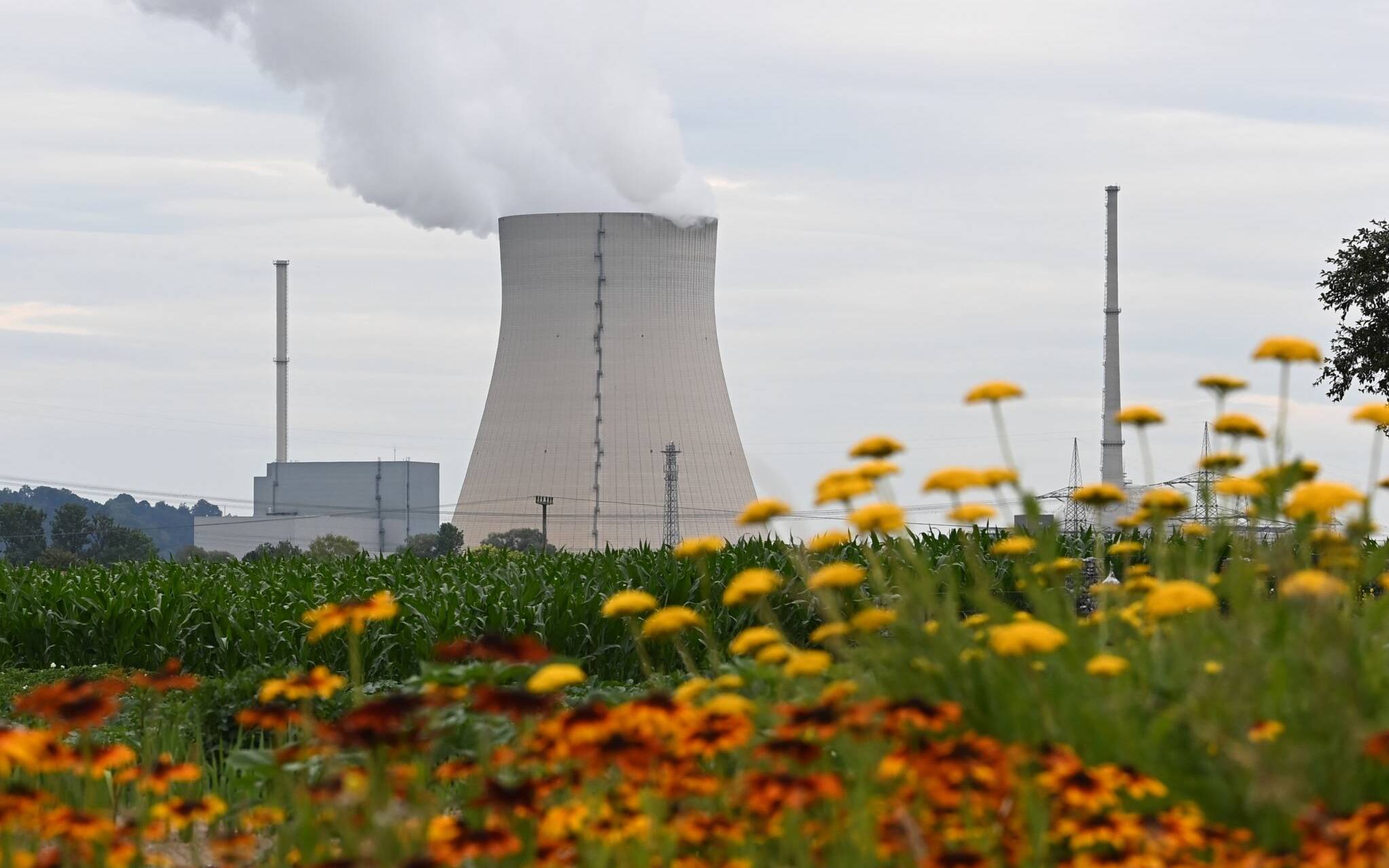 The Isar Nuclear Power Plant with steam rising from its cooling tower is seen behind flowers and a field in Essenbach, near Landshut, southern Germany, on July 7, 2022. (Photo by Christof STACHE / AFP)