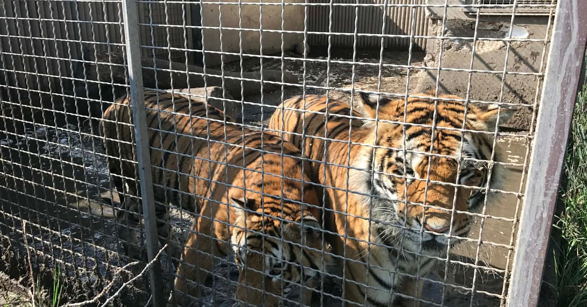 Pierwszy tak surowy wyrok za znęcanie się nad dzikimi zwierzętami