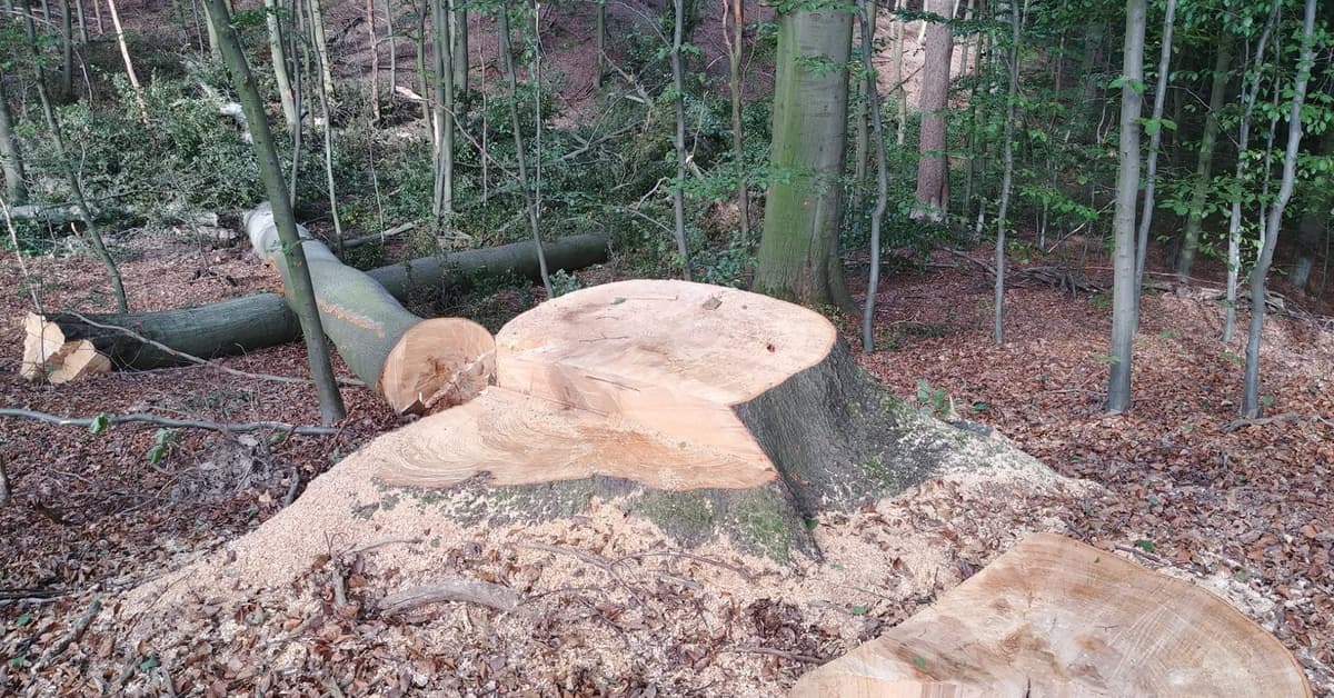 Ważą się losy Puszczy Bukowej. Duży rezerwat ostatnią szansa na jej ochronę