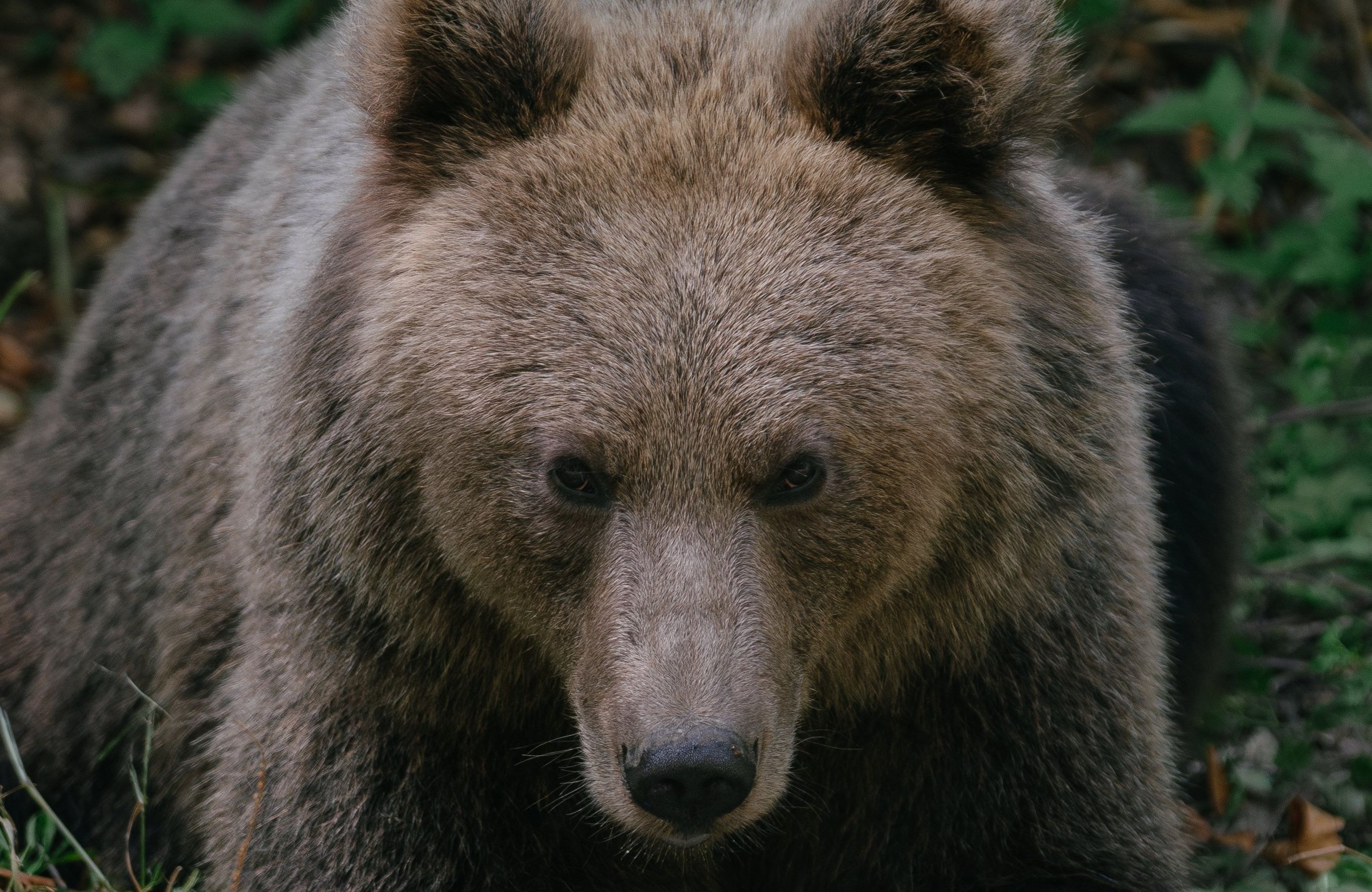 ROMANIA-ANIMAL-HUNTING-ENVIRONMENT