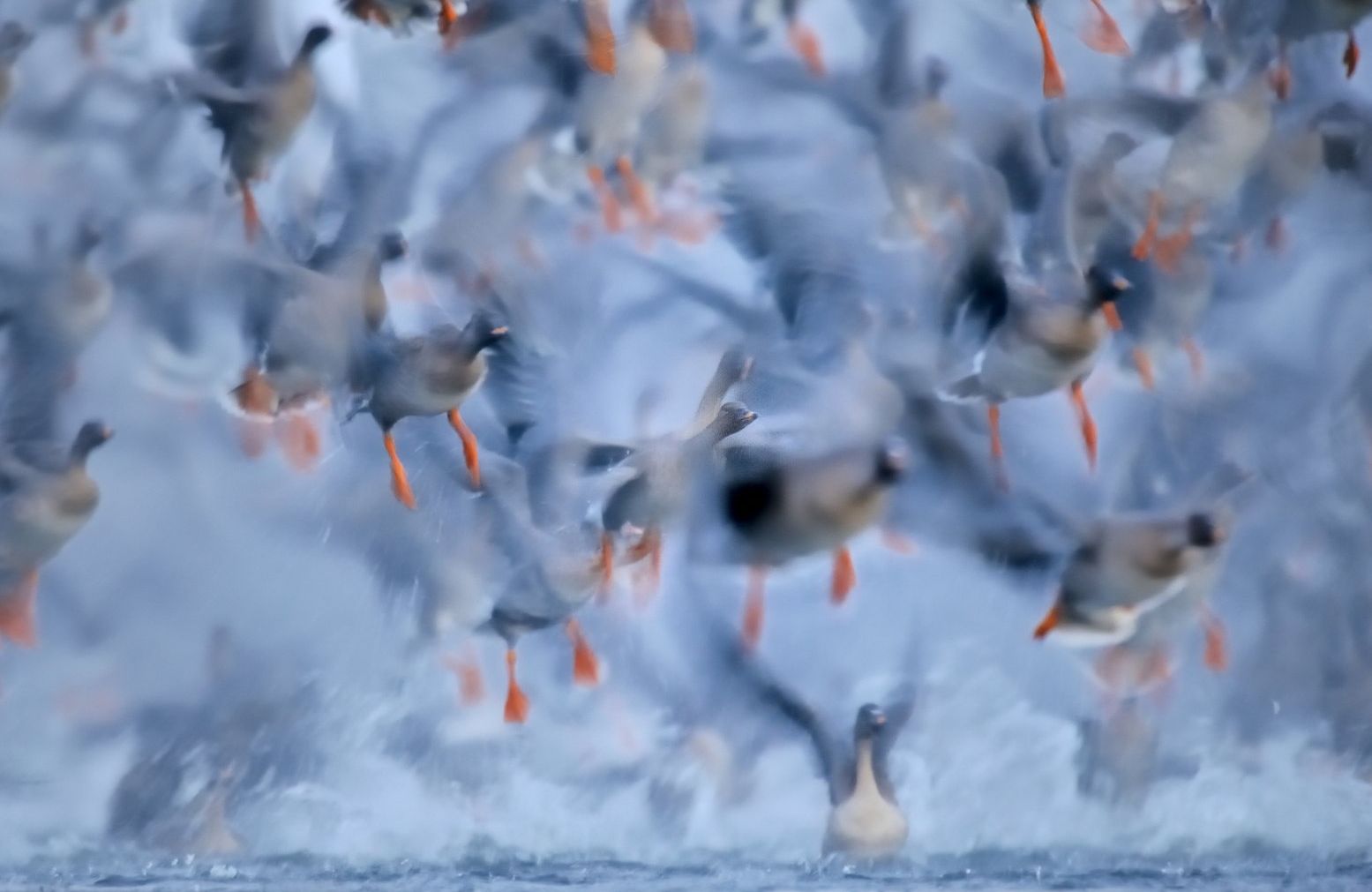 Wylot gesi tundrowych