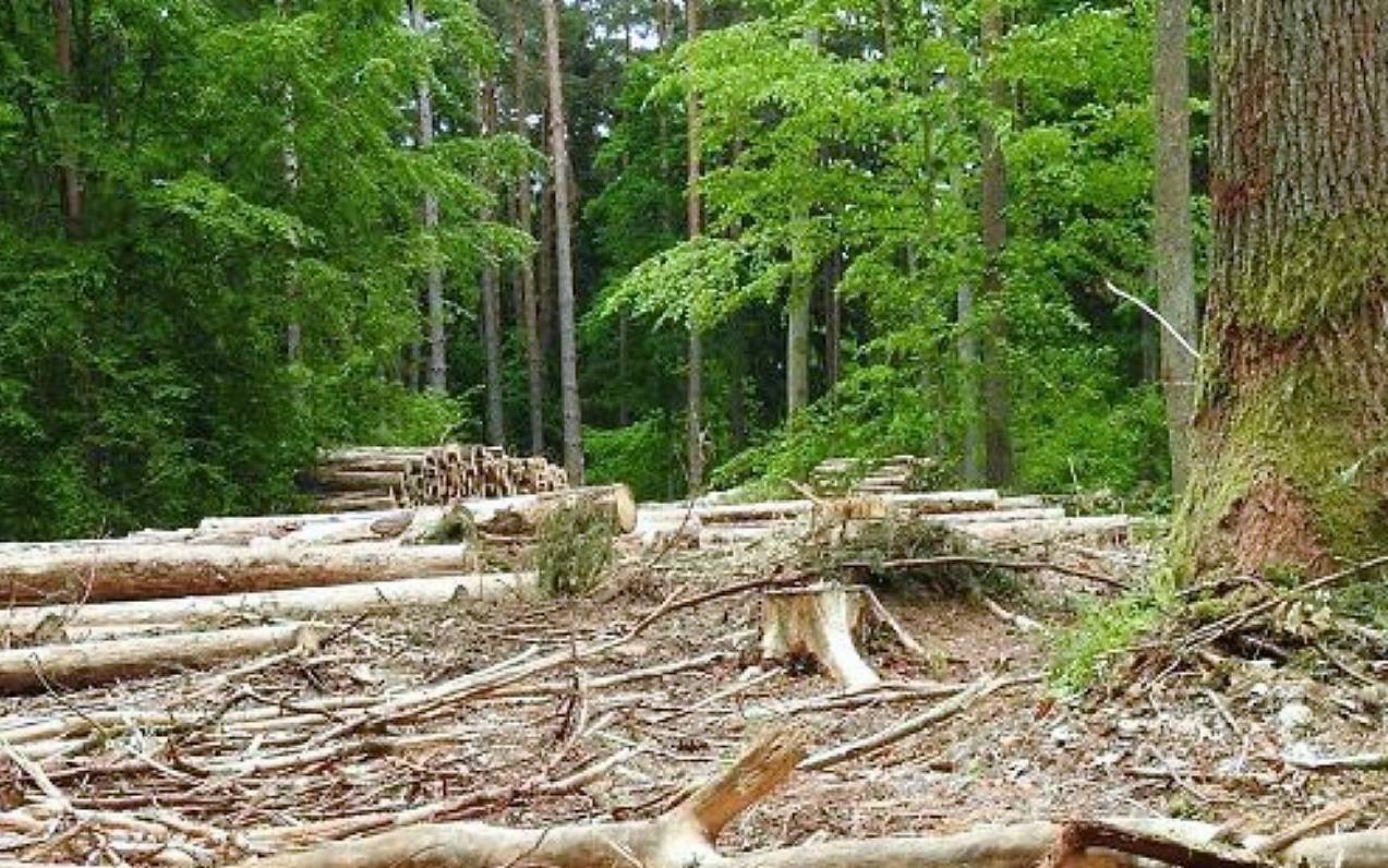 Grafika do artykułu 100 tys. drzew chcą znów wyciąć w Puszczy Białowieskiej. To zagłada gatunków chronionych