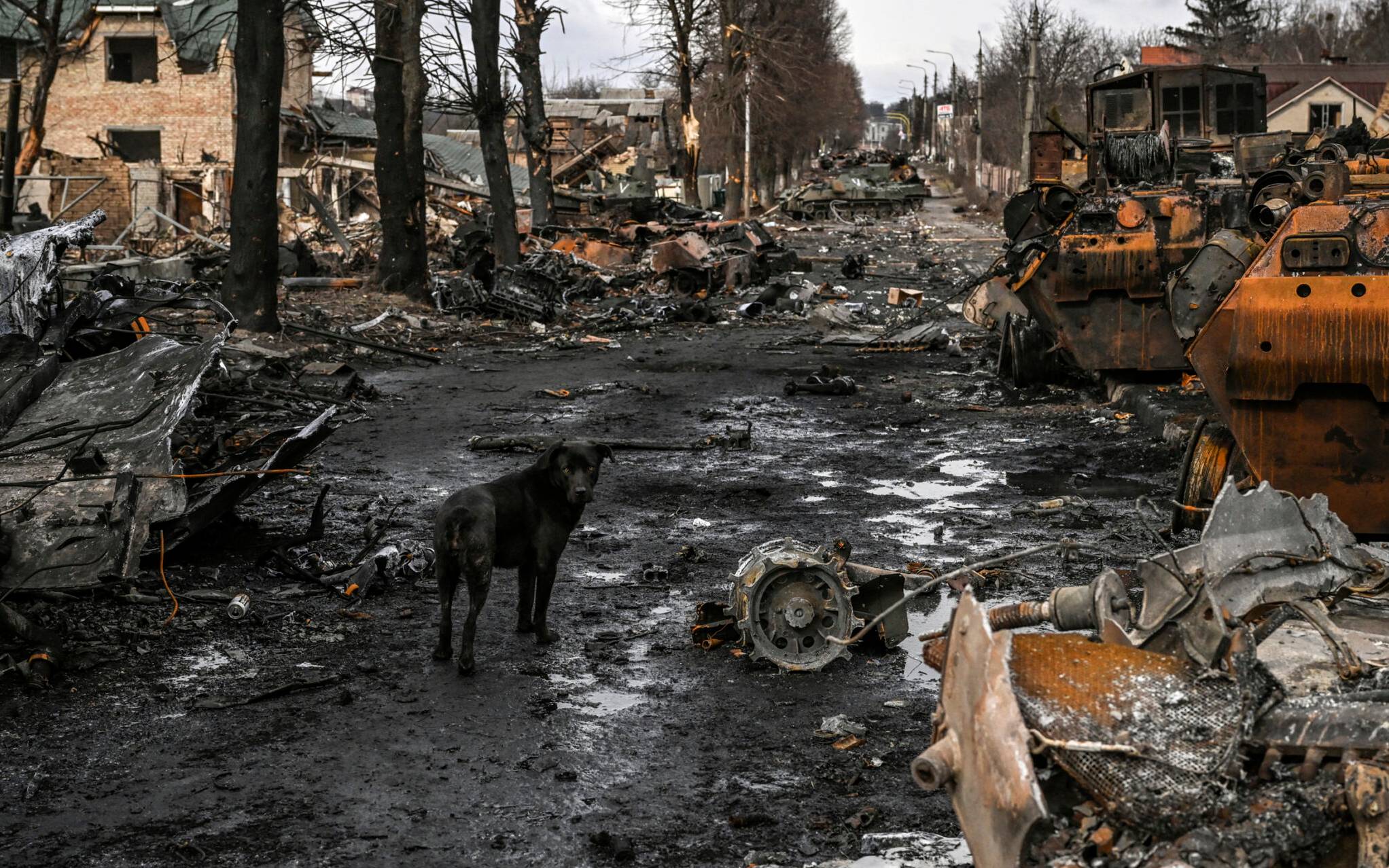 A dog stands between destroyed Russian armored vehicles in the city of Bucha, west of Kyiv, on March 4, 2022. - The UN Human Rights Council on March 4, 2022, overwhelmingly voted to create a top-level investigation into violations committed following Russia's invasion of Ukraine. More than 1.2 million people have fled Ukraine into neighbouring countries since Russia launched its full-scale invasion on February 24, United Nations figures showed on March 4, 2022. (Photo by ARIS MESSINIS / AFP)