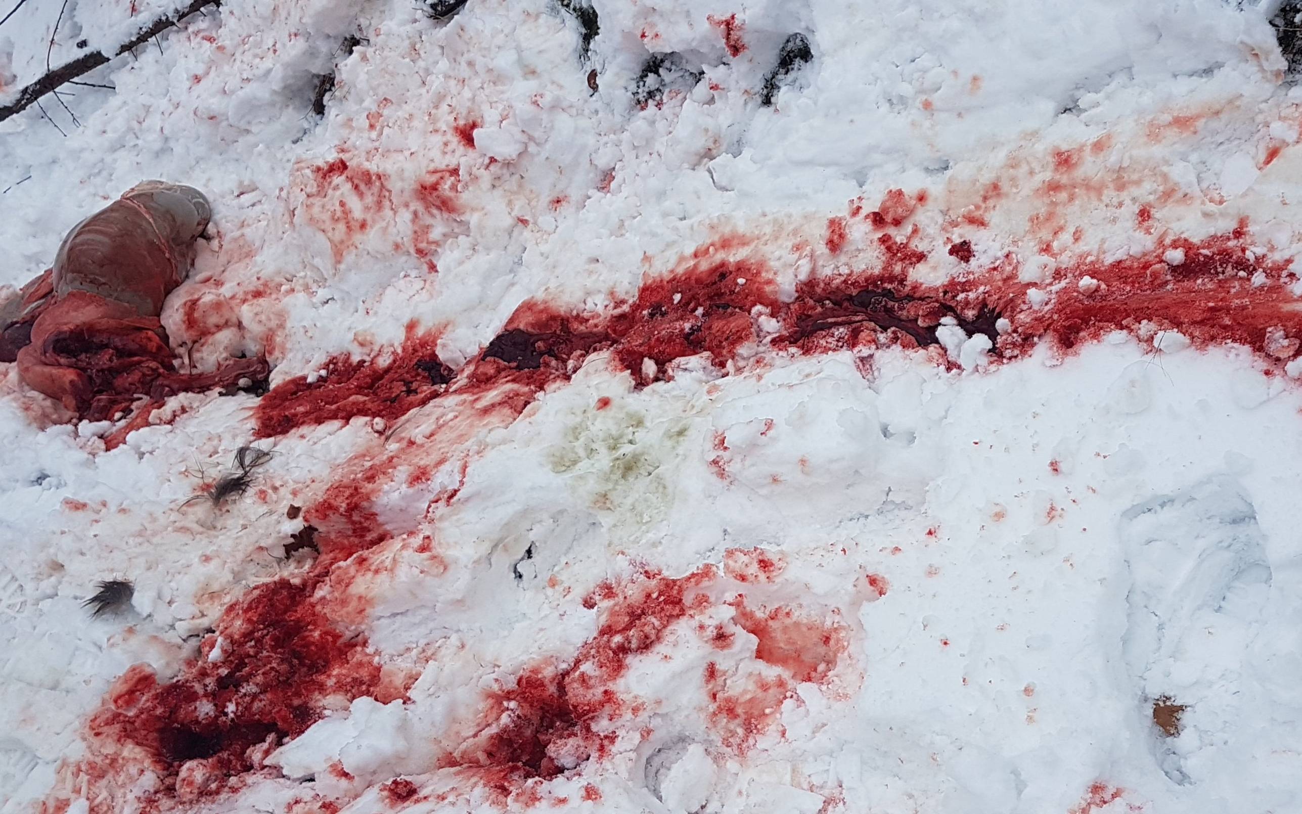 Grafika do artykułu Flaki na śniegu, grożenie bronią, polowania zbiorowe w „cichej” strefie. Weekendowa walka z ASF