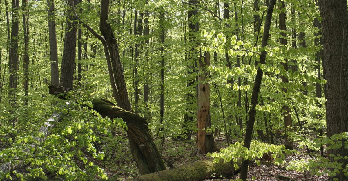 Puszcza Jodłowa będzie rezerwatem? W tle konflikt z leśnikami i powrót odwołanego nadleśniczego