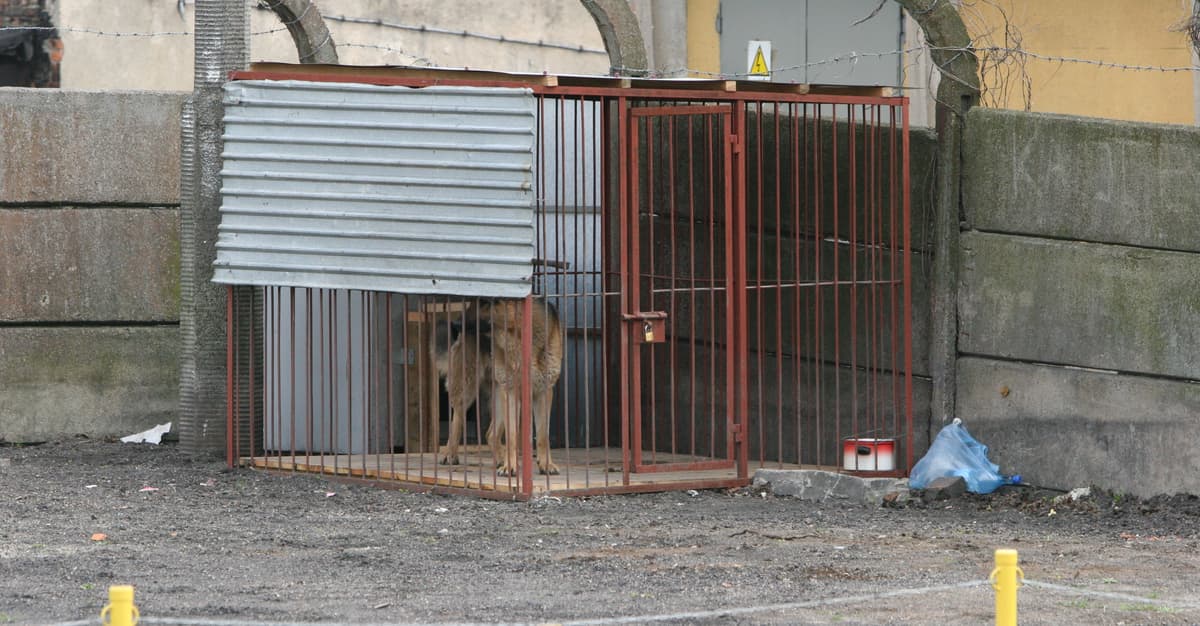 Kojce nie mogą zastąpić łańcuchów. OTOZ komentuje