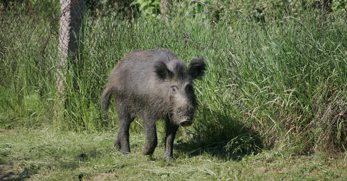 Spór o dziki: Leśne Przytulisko chce je chronić, myśliwi ślą donosy. „Usłyszałam, iż PZŁ nie odpuści”