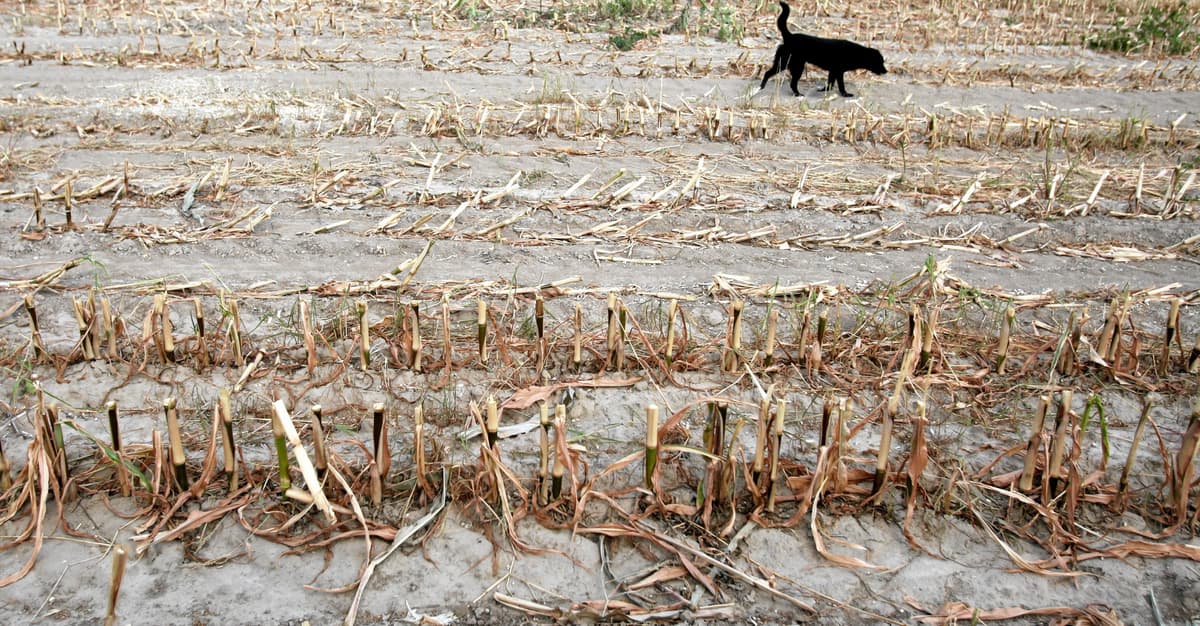 Bezpieczeństwo narodowe to nie tylko armia. Ignorowanie zmiany klimatu to przepis na kryzys