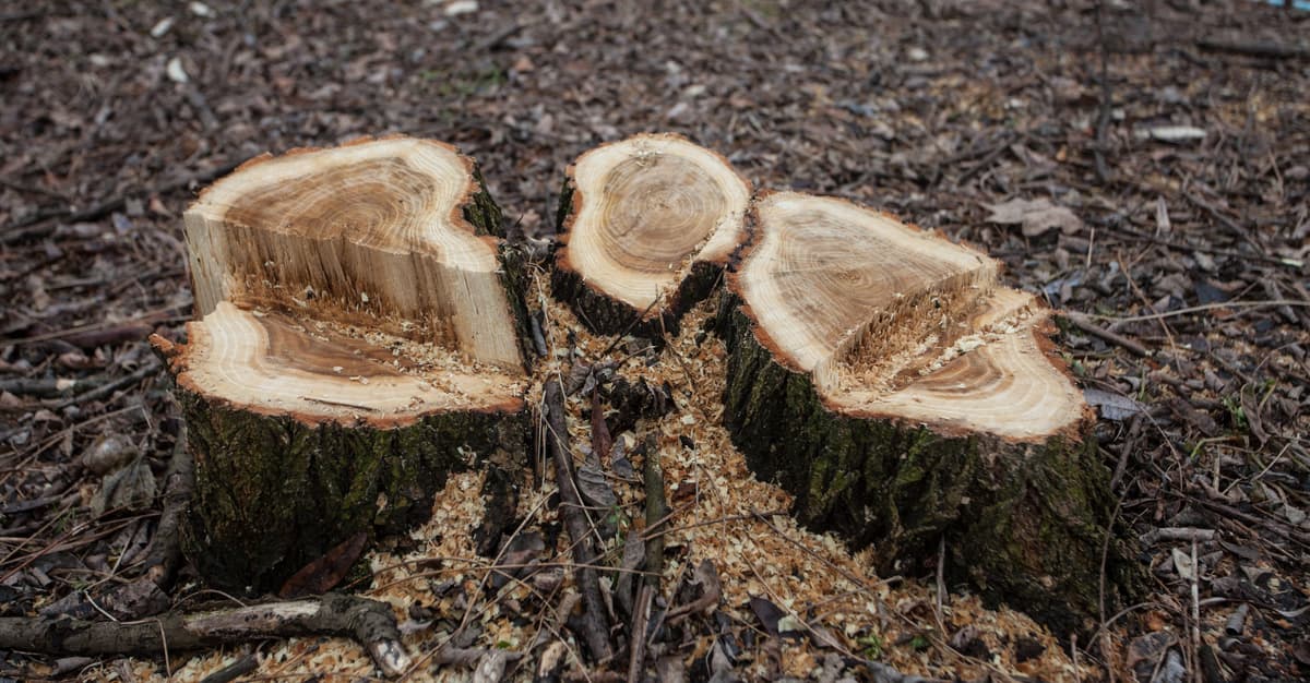 „Lex Szyszko 2” spada z agendy Sejmu. Wycinki drzew jednak bez ułatwień?