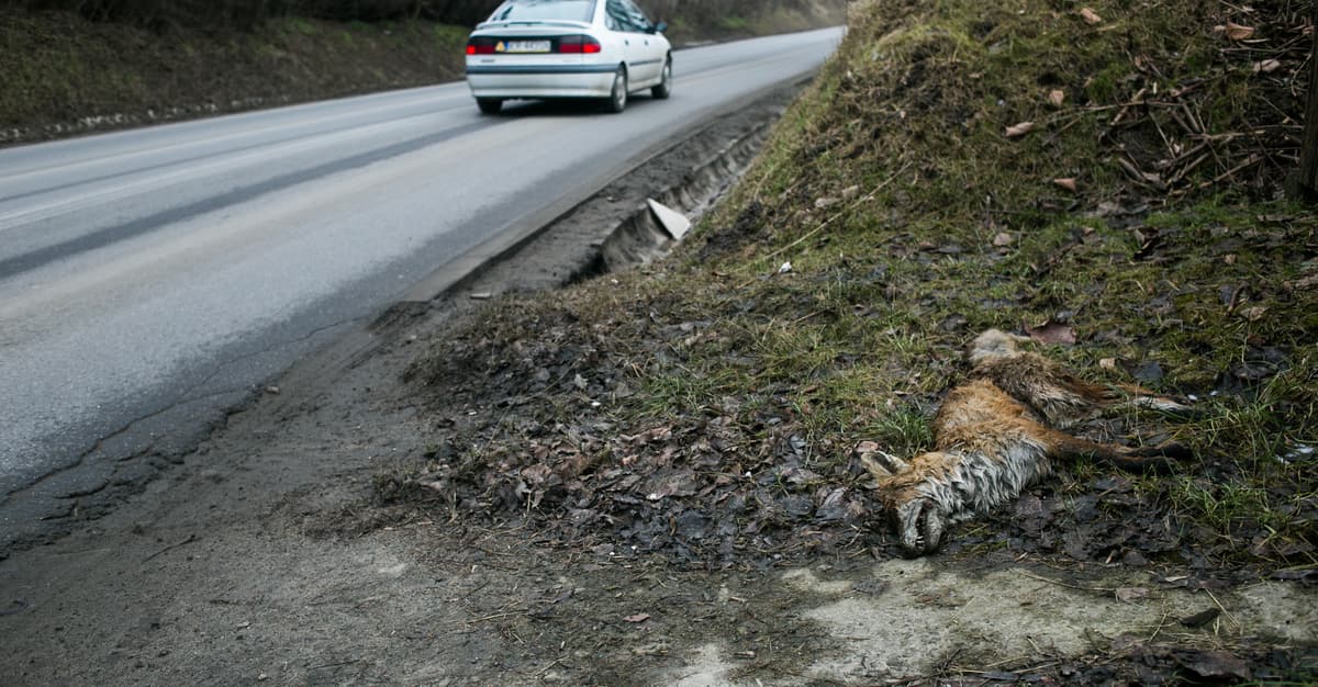 Dzikie zwierzęta godzinami cierpią przy drogach. System pomocy istnieje, ale jest kulawy [POLEMIKA]