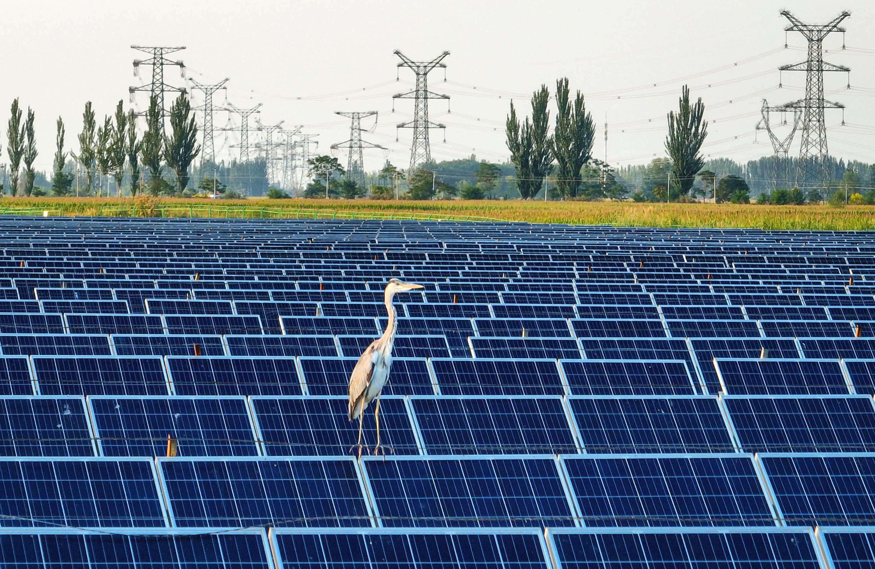 Czpala siedzi na panelu energetycznym. Panele stanowią ogromną farmę, w tle widać linie wysokiego napięcia