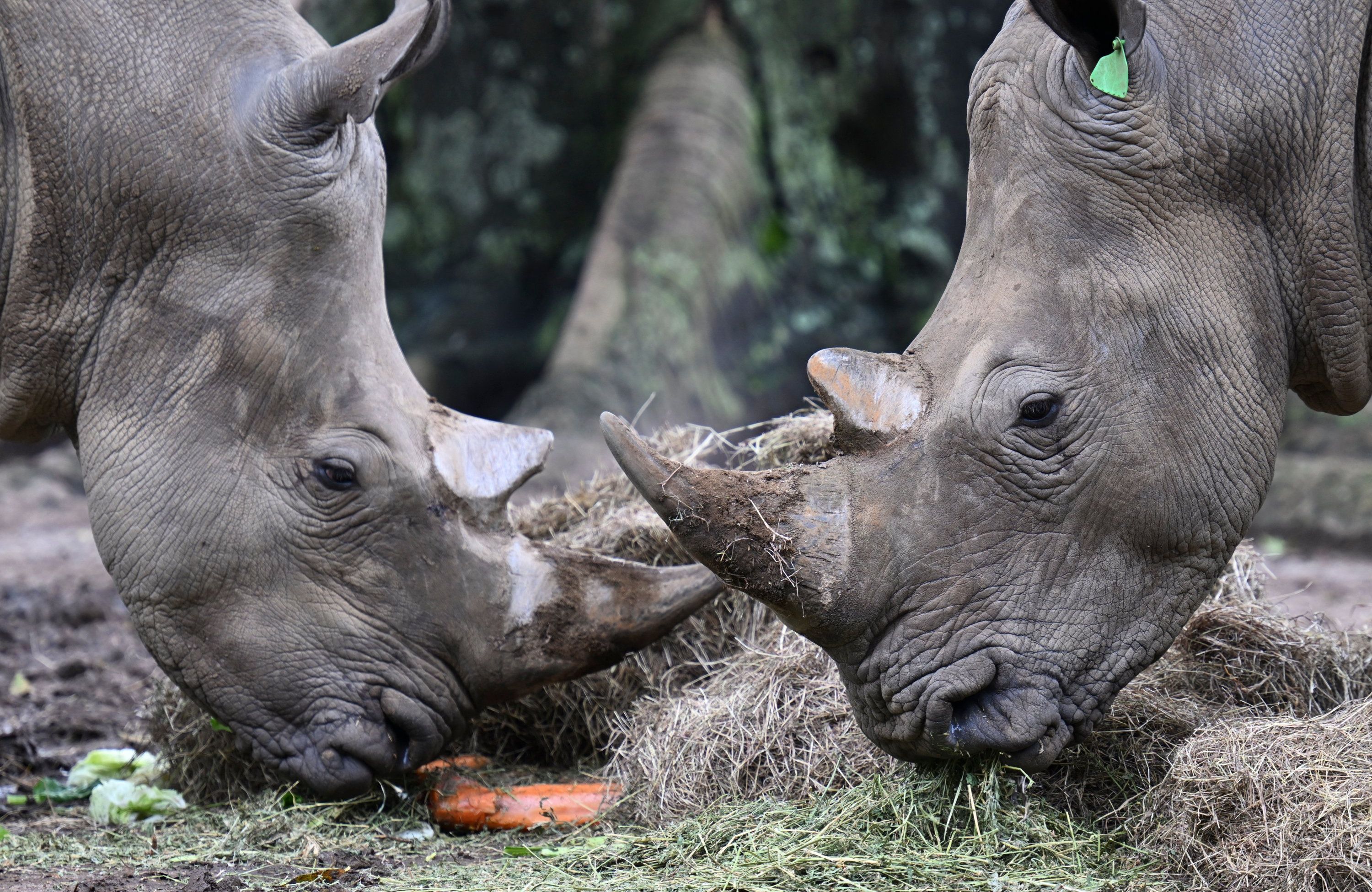 GUATEMALA-ANIMAL-ZOO-RHINO DAY