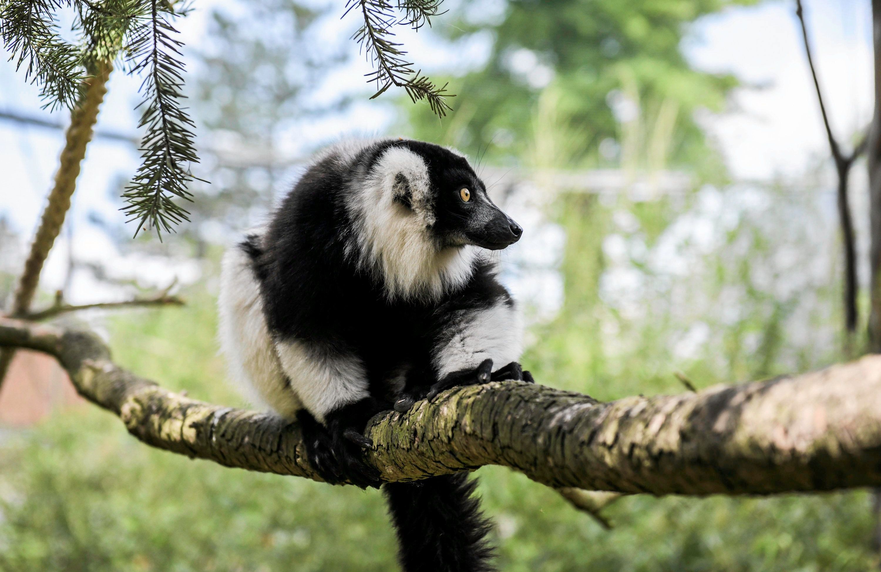 14.06.2019 Wroclaw , Zoo . Lemur Wari ( czarno-bialy , varecia variegata ) , w pawilonie Madagaskar .
Fot. Tomasz Pietrzyk / Agencja Wyborcza.pl