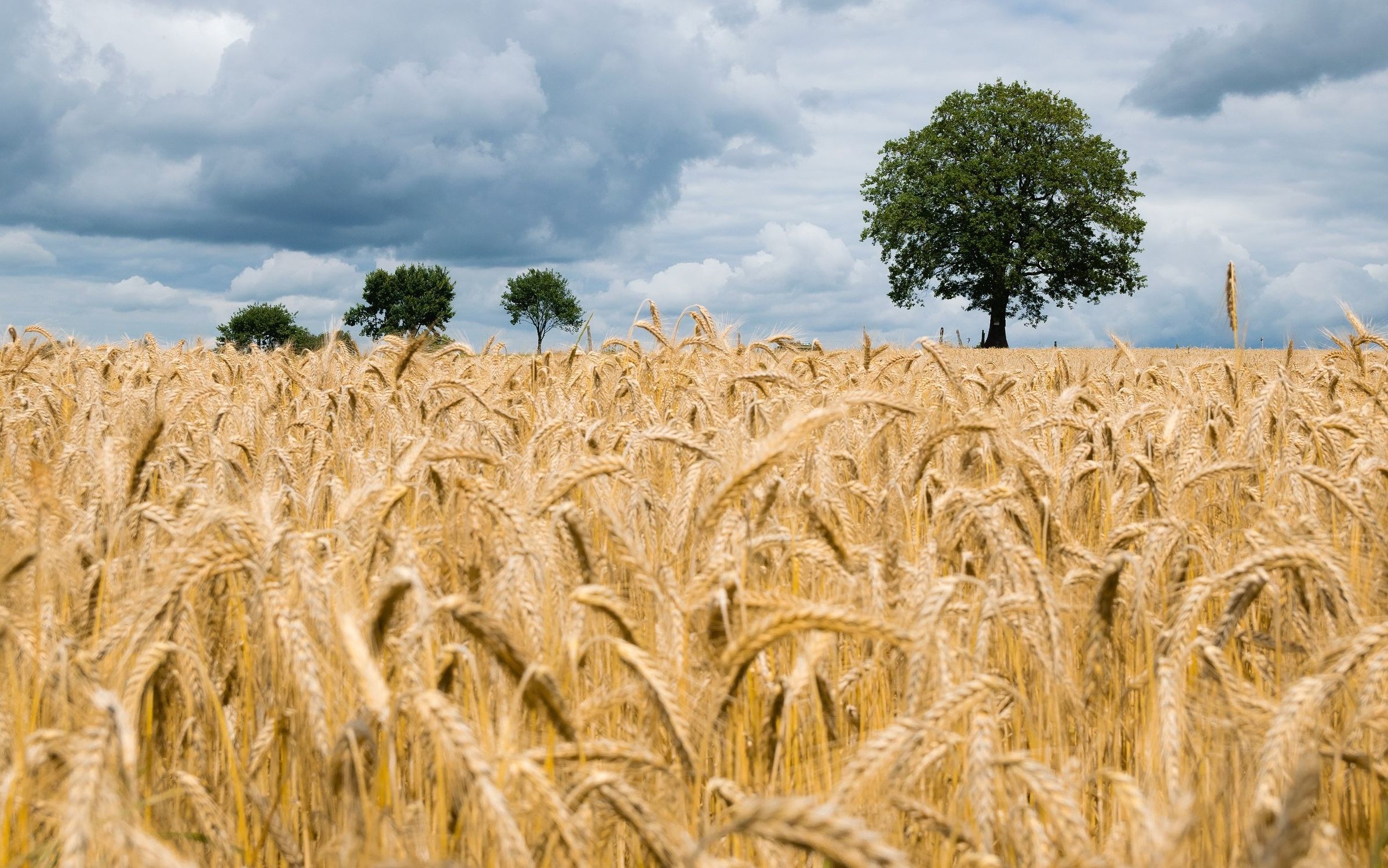 Grafika do artykułu W czasach zmian klimatycznych GMO może nam pomóc. Politycy i aktywiści powinni przestać je zwalczać