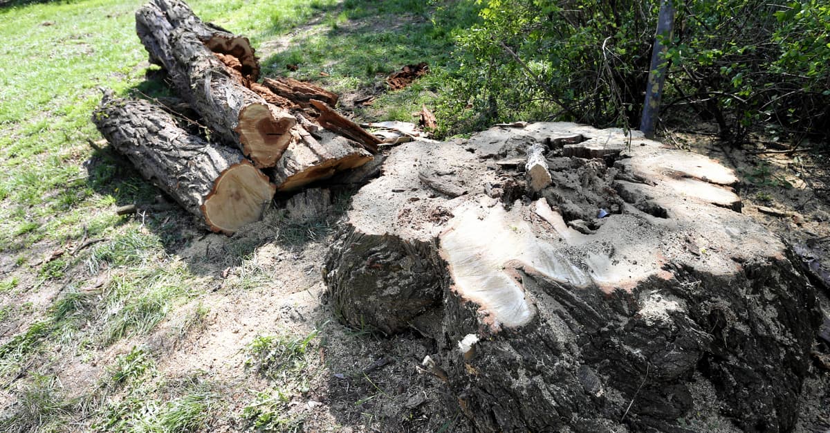 „Przyroda nie może cierpieć przez niewydolność państwa”. Sejm zajmie się ułatwieniem wycinki drzew