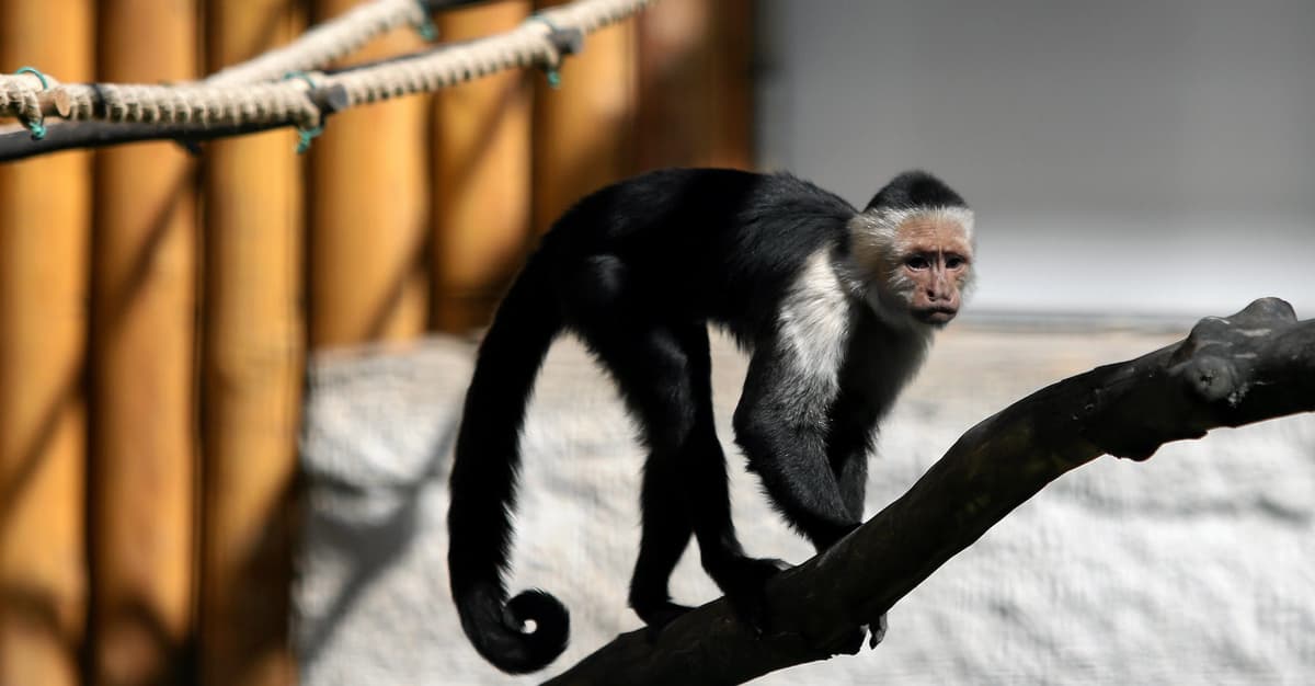 Lwy w pseudocyrkach, małpy jak pieski, ryby na sterydach. Biznes menażerii i mini zoo kwitnie