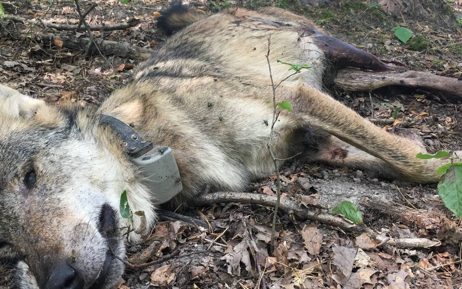 Grafika do artykułu Myśliwi zabili dwa wilki. Jeden osierocił szczenięta. "Nie sądzę, by to była pomyłka"