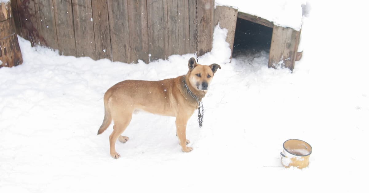 Koniec z trzymaniem psów na łańcuchach! Sejm przyjął ustawę