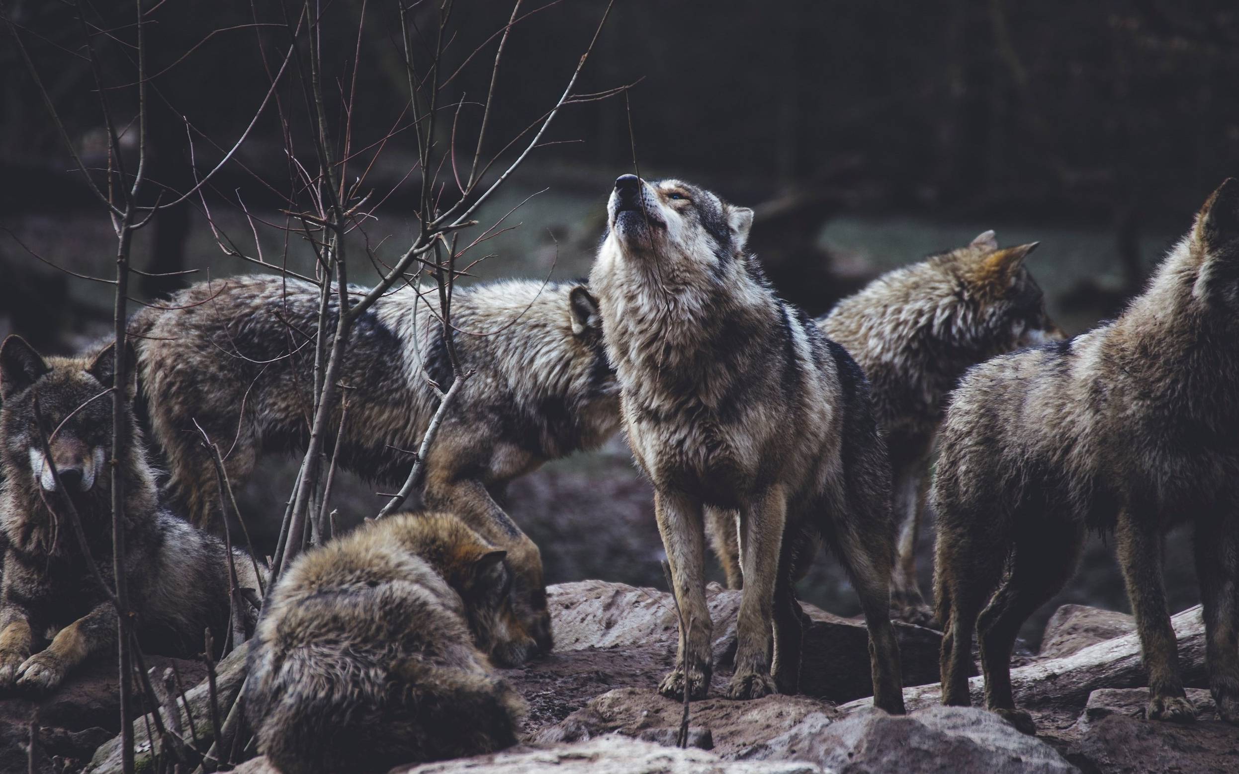 Grafika do artykułu W Bieszczadach kwitnie biznes: dokarmiają wilki dla dobrych zdjęć. Wyjaśniamy, dlaczego to przepis na tragedię