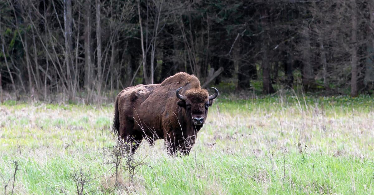 Plan zarządzania Puszczą Białowieską gotowy. Naukowcy: to szansa na ocalenie