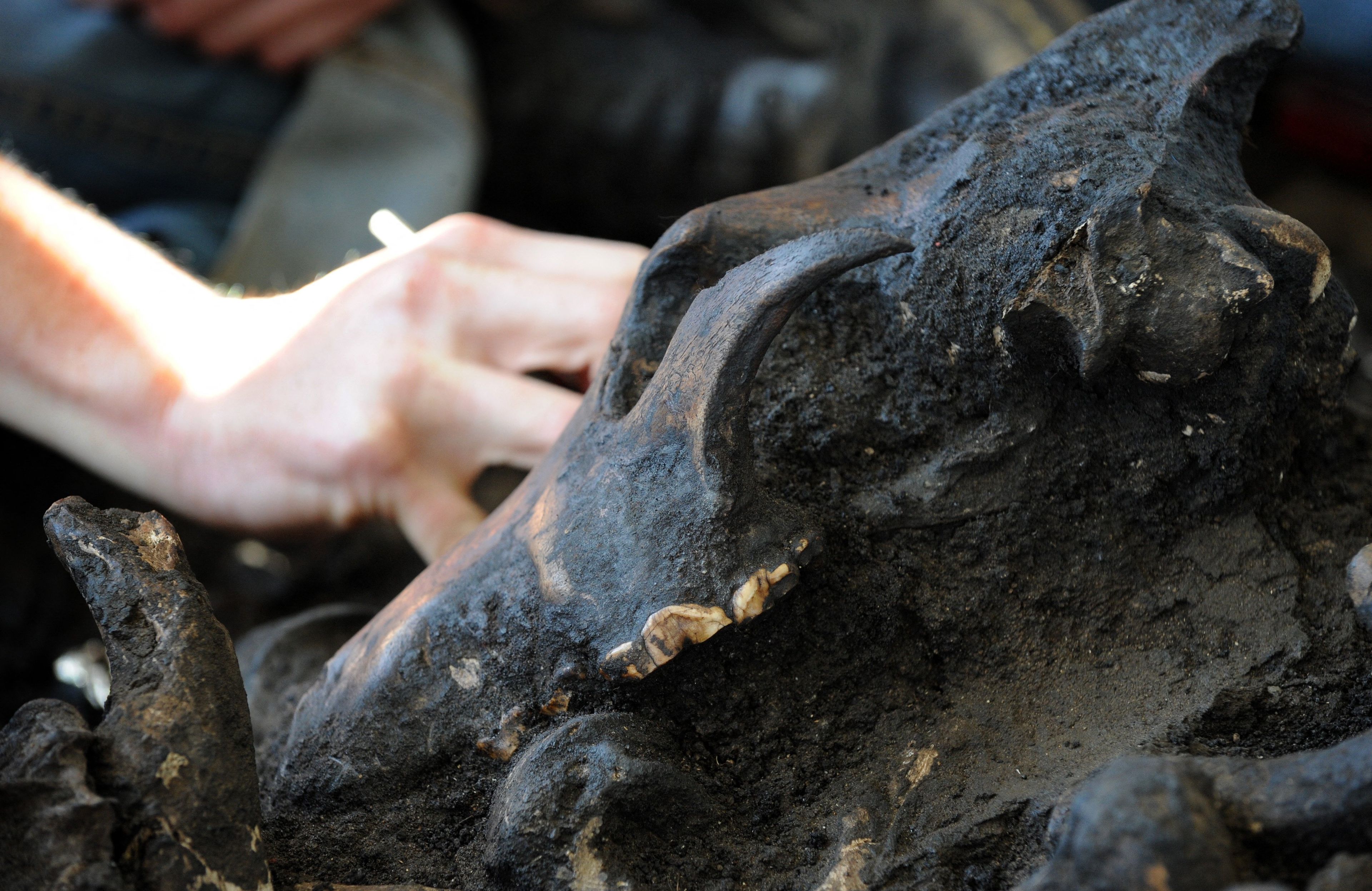 US-ARCHAEOLOGY-MAMMOTH DISCOVERY