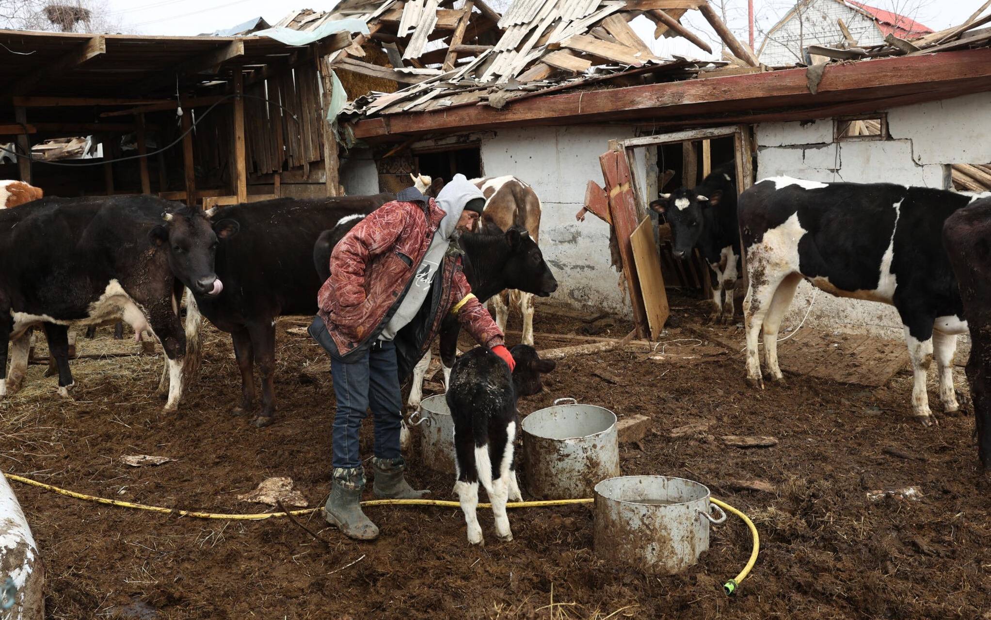 A local farmer stands next to his cows, in a ruined yard, in a village on the frontline of the northern part of Kyiv region on March 28, 2022. (Photo by Anatolii Stepanov / AFP)