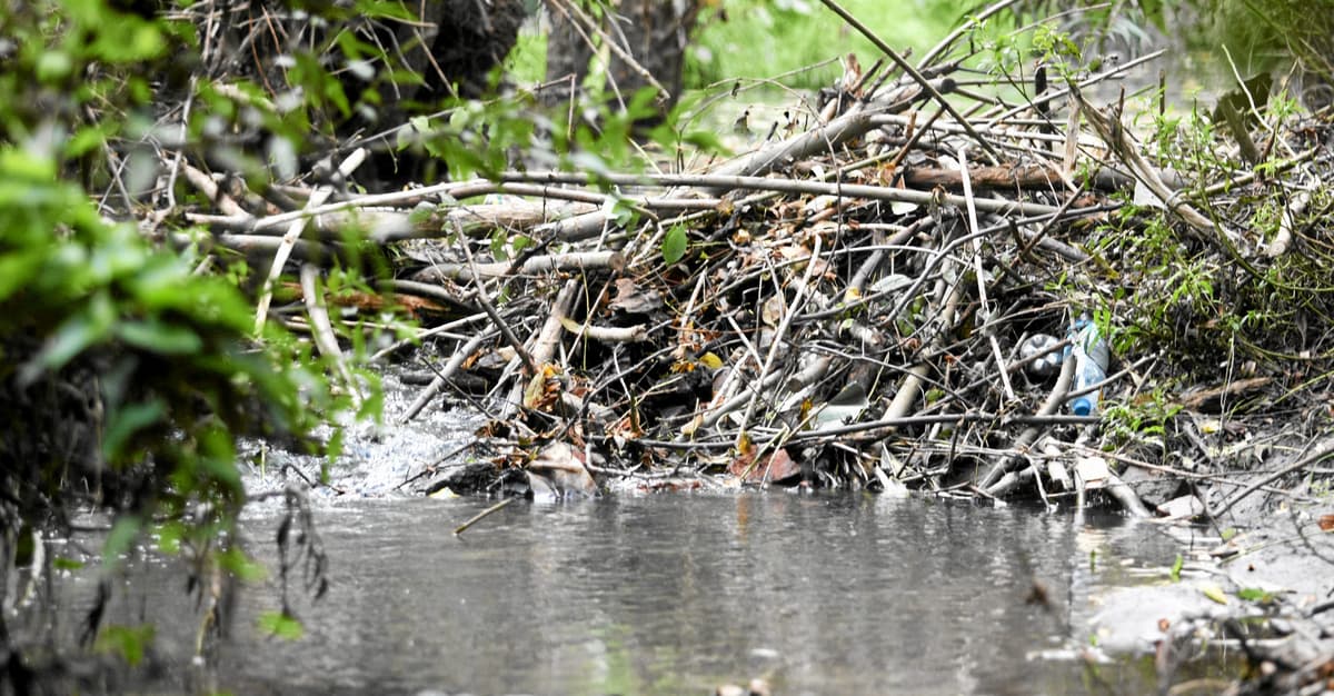 Na Podlasiu będą “naśladować bobry”, żeby zatrzymywać wodę