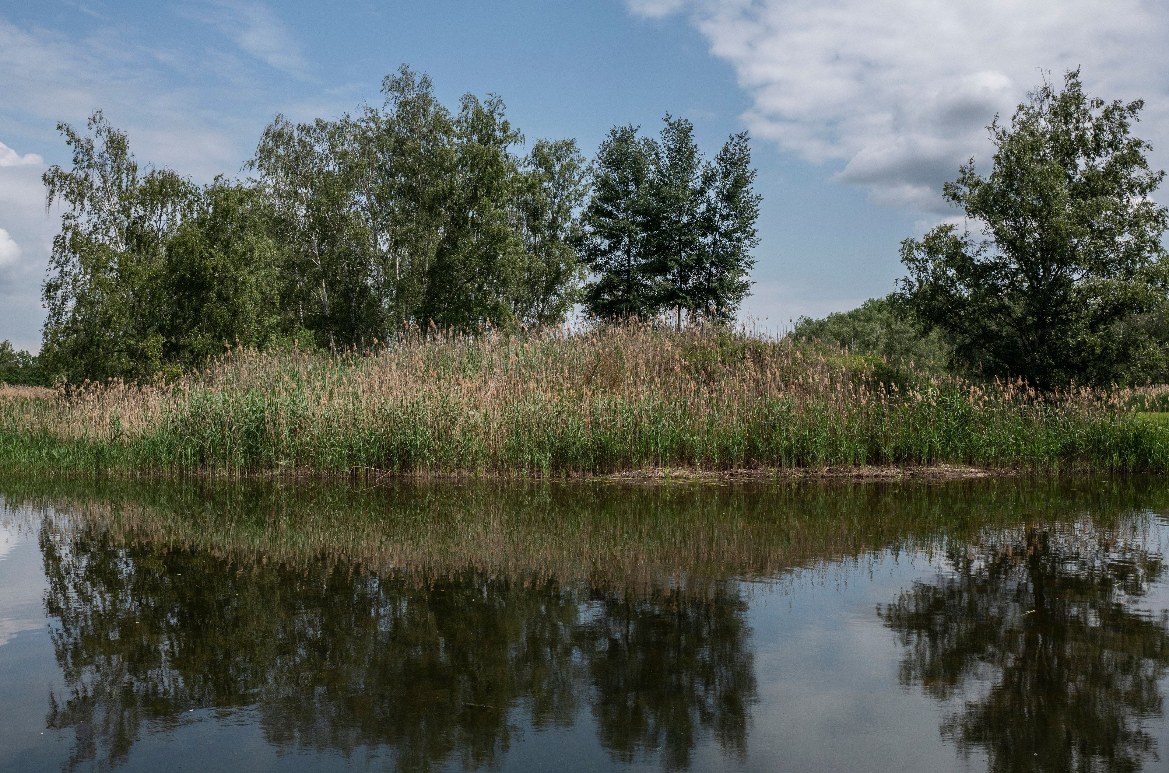 Trzciny, zarośla i drzewa odbijają się w stawie