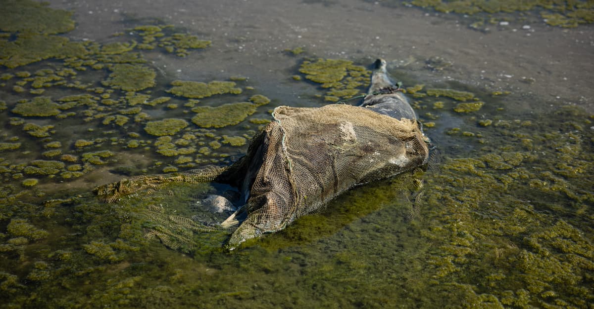 Martwe delfiny, spalone lasy, ziemia zatruta chemią. Jak wojna wpływa na przyrodę?