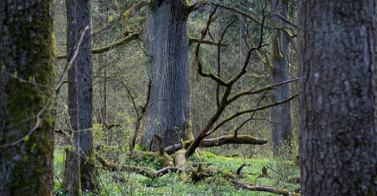 Spór o plan dla Puszczy Białowieskiej. To koniec gospodarki leśnej czy jej powrót?