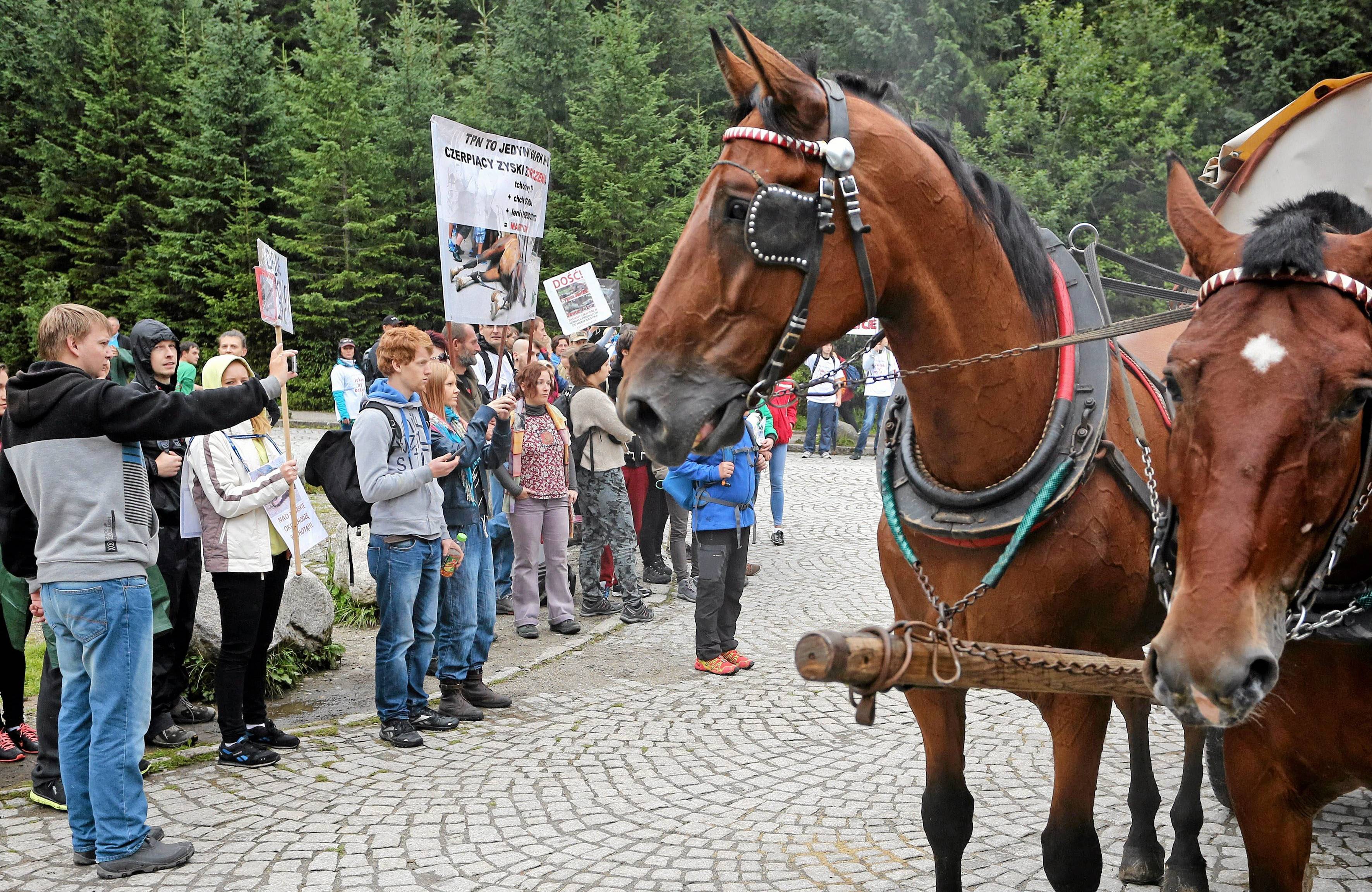 konie, a obok nich protestujące osoby