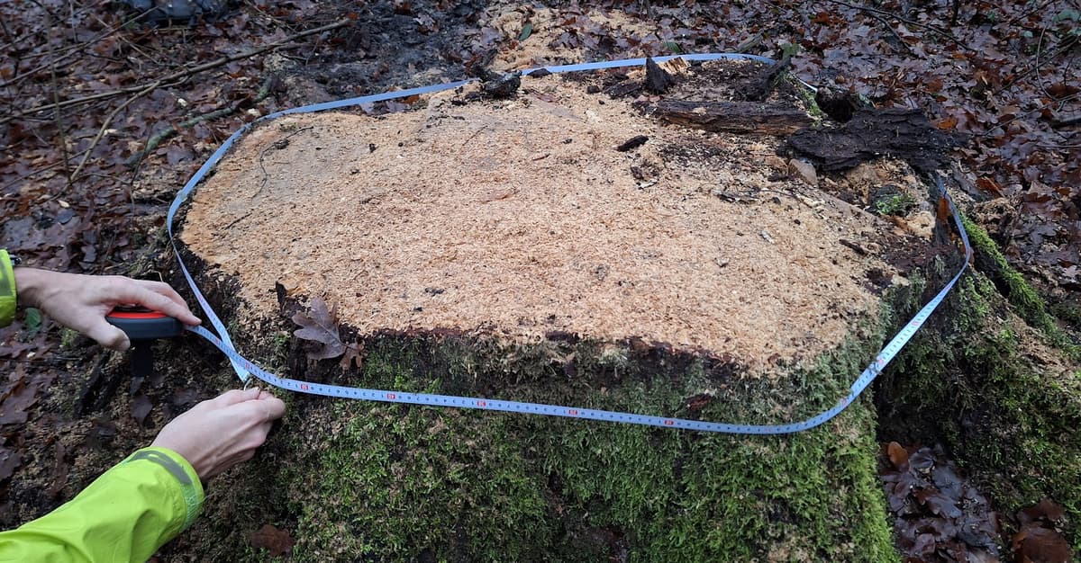 Nadleśnictwo wycięło drzewa na terenach objętych moratorium