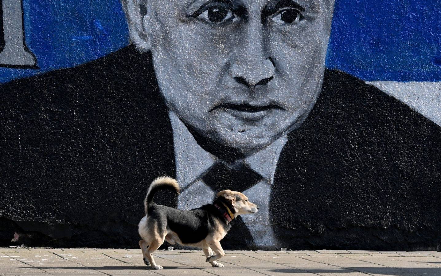A dog walks past a mural depicting Russian President Vladimir Putin, with the Russian flag, in Belgrade on March 5, 2022. (Photo by Andrej ISAKOVIC / AFP)