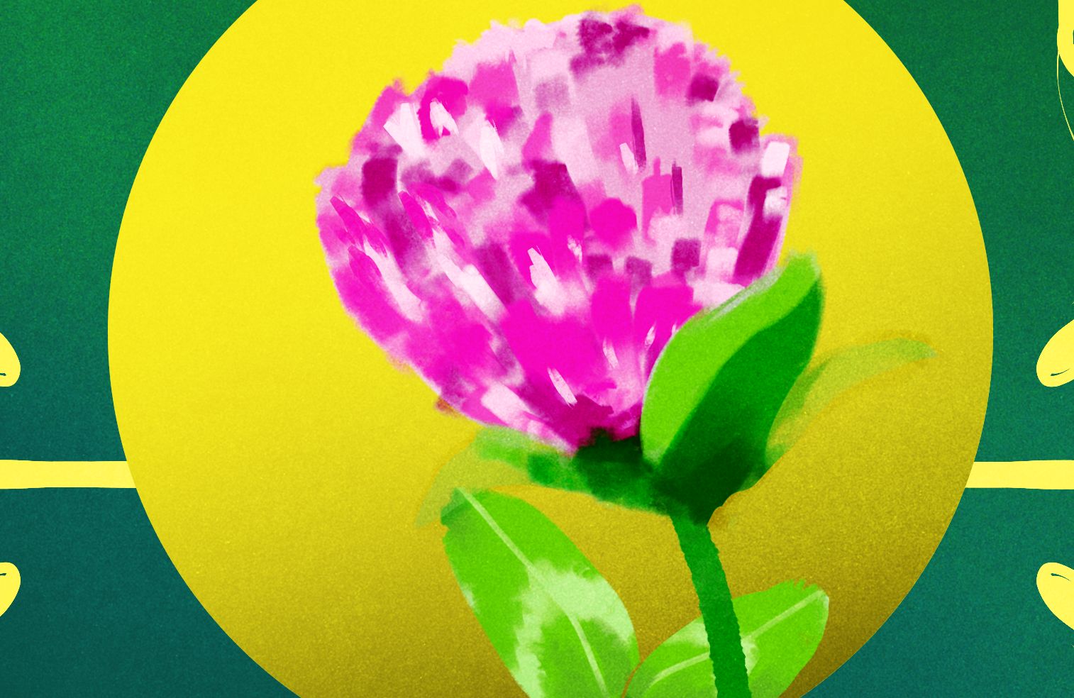 Ilustracja przedstawiająca koniczynę polną