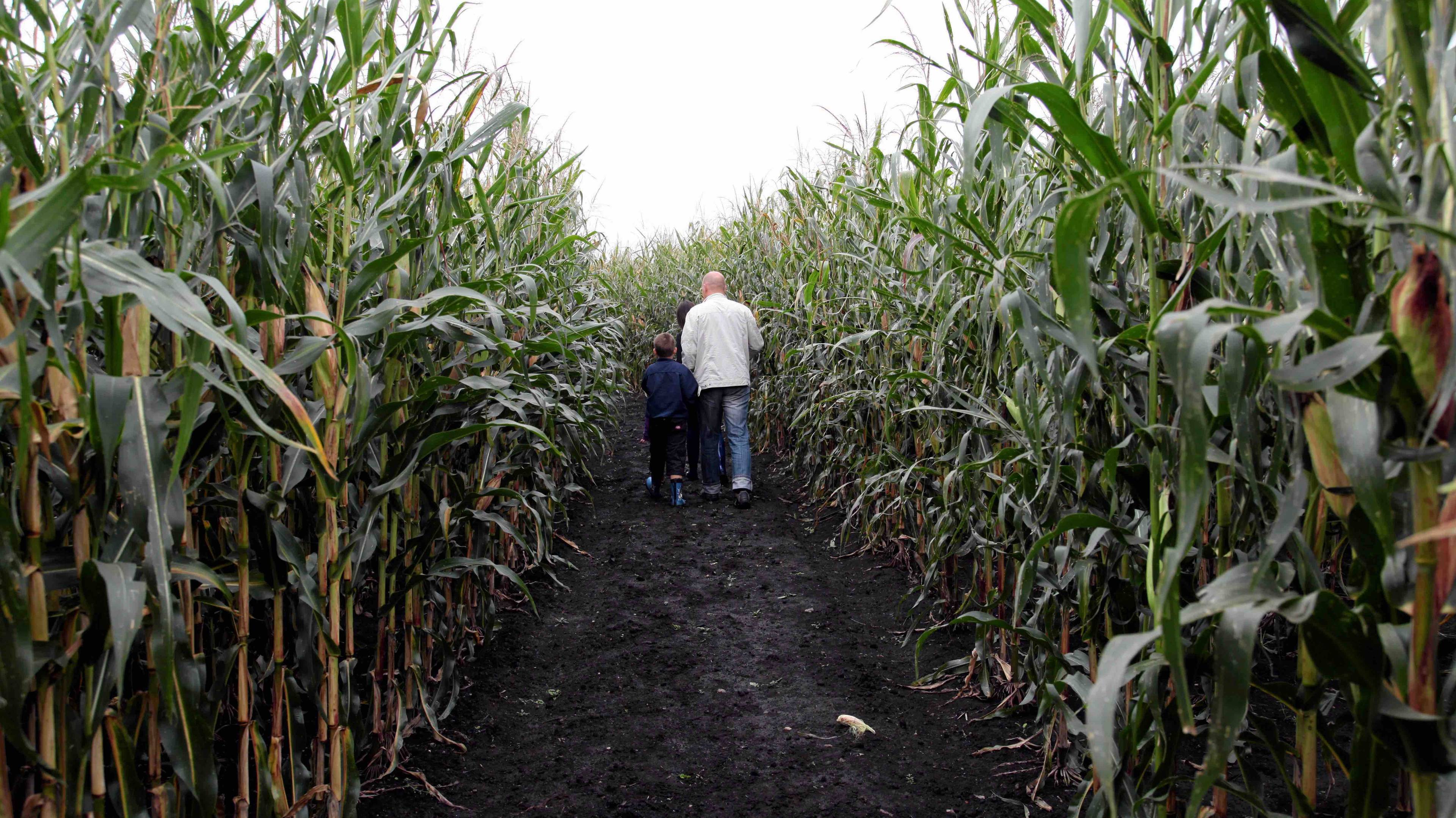 Mężczyzna idzie ścieżką w polu kukurydzy.
