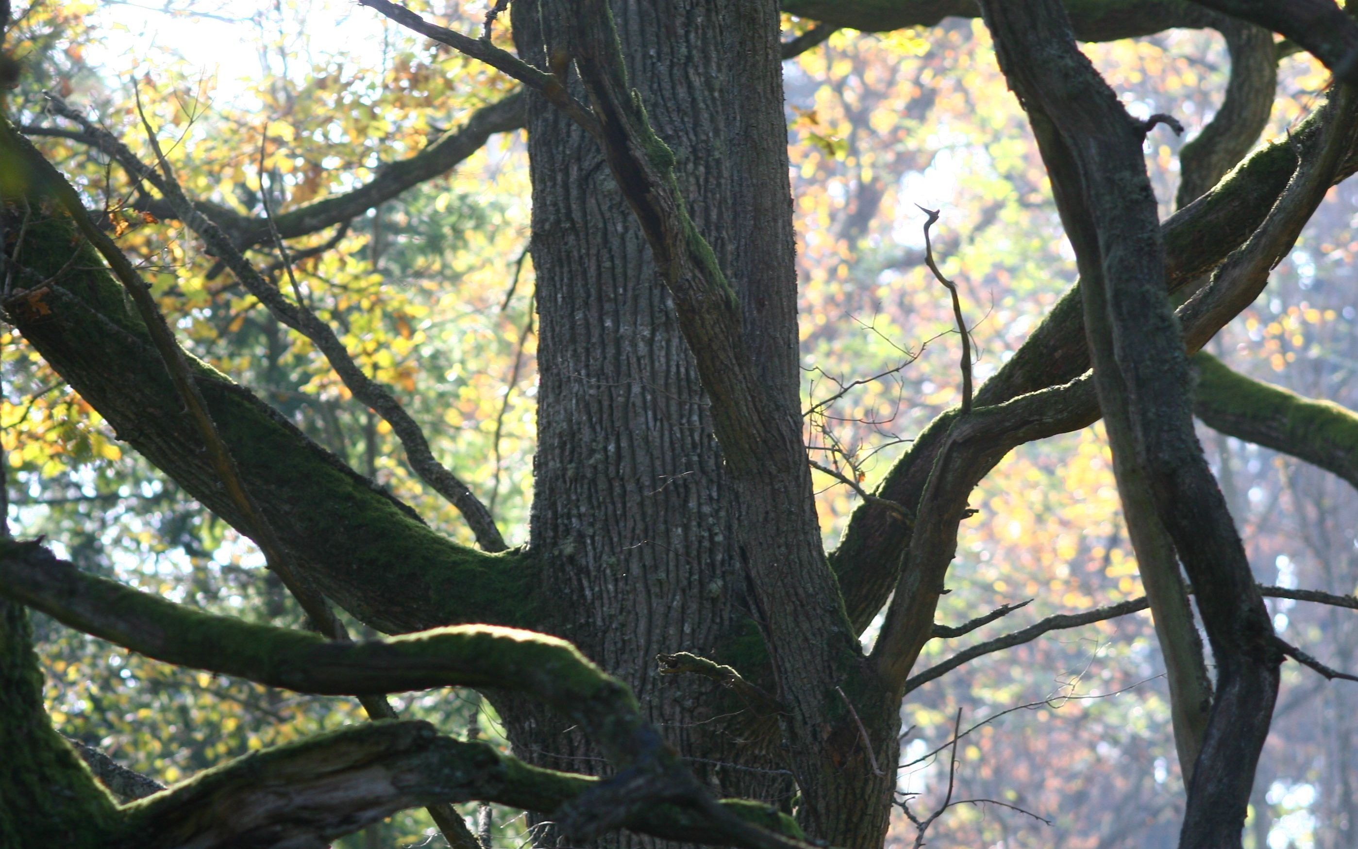 20.10.2006 BIALOWIEZA PUSZCZA BIALOWIESKA SZLAK DEBOW KROLEWSKICH STARA BIALOWIEZA 
POD DEBAMI MOZNA PALIC OGNISKO WYNAJMUJE PTTK KTORY DZIERZAWI TEN TEREN OD NADLESNICTWA
POD KILKOMA DEBAMI SA TRZY WIELKIE PALENISKA GDZIE MOZNA UCZTOWAC I PIEC KIELBASKI 
JEDNO Z PALENISK ZNAJDUJE SIE NIE WIECEJ NIZ DWA METRY OD DEBU ZW WITOLDEM KILKUSETLETNIM 
MA ON WYSUSZONE I OD OGNIA LISCIE I KILKA GALEZI
 
FILIPOWKA 
FOT.AGNIESZKA SADOWSKA / AGENCJA GAZETA