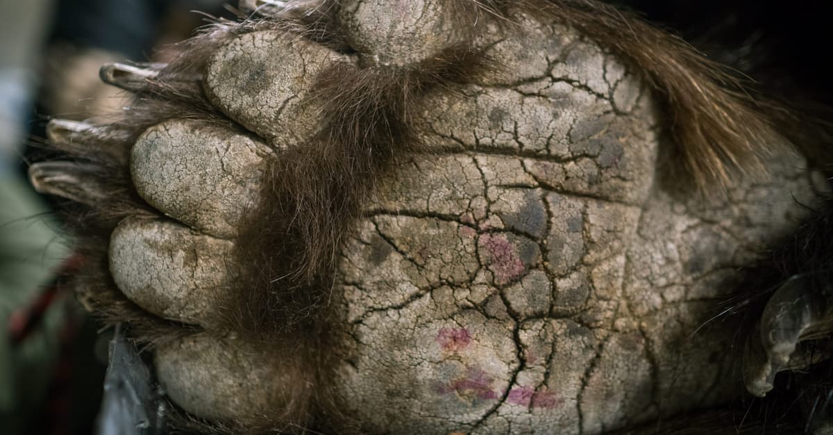 Postrzelony niedźwiedź w Magurskim Parku Narodowym