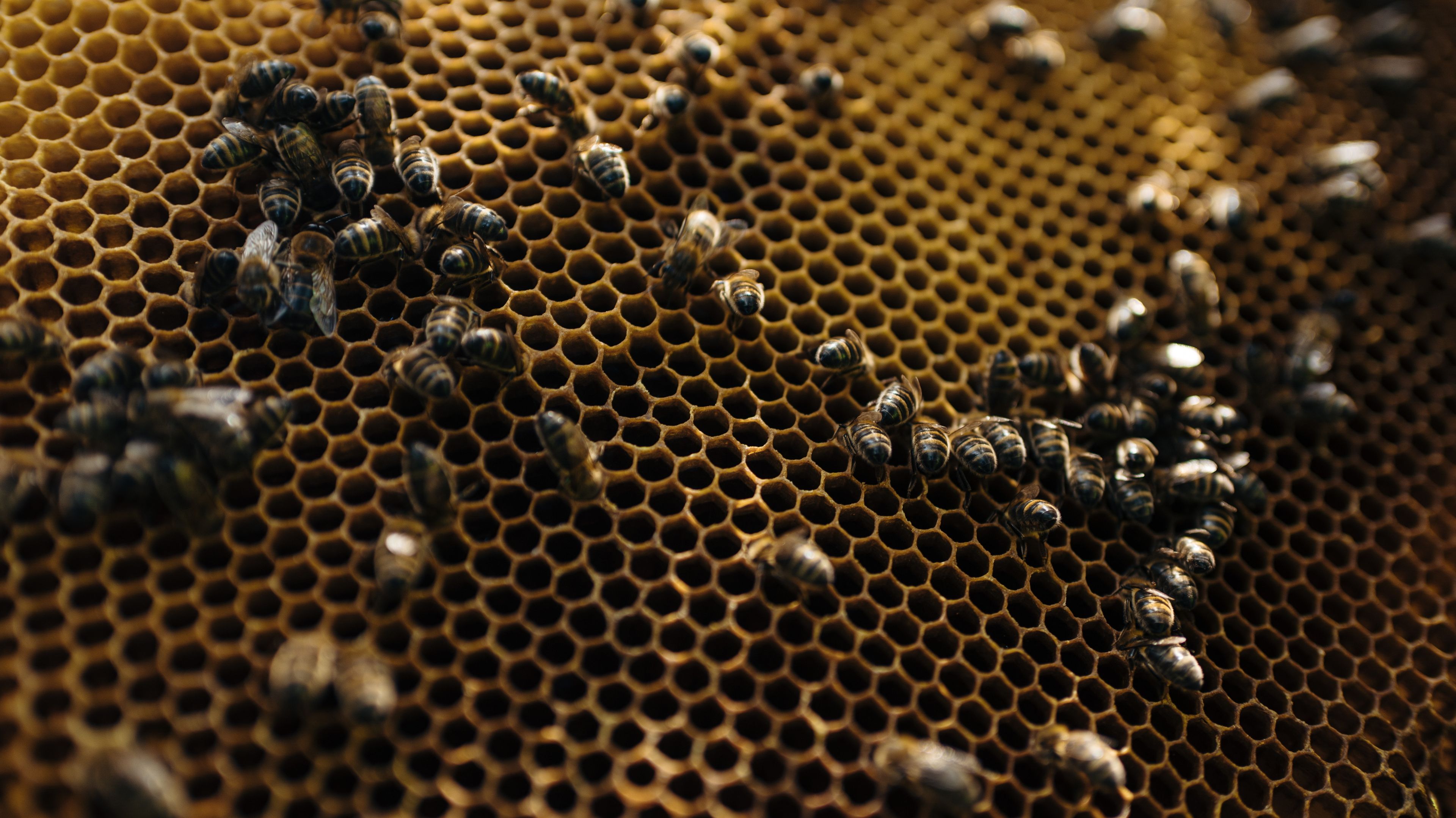 pszczoły na plastrze miodu