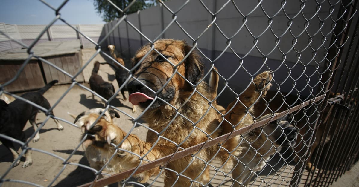 A common movement about shelters. Celebrities publicize pathologies, and a law is waiting in the Sejm
