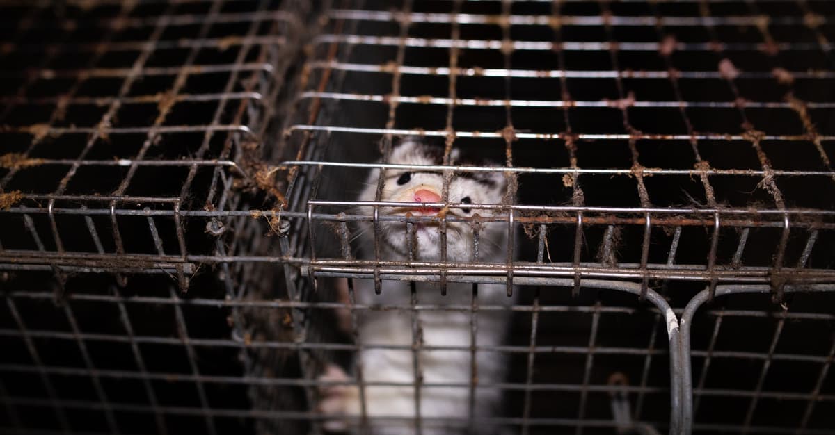 „Karol, nie wetuj!”. Zakaz hodowli zwierząt na futra czeka na podpis prezydenta