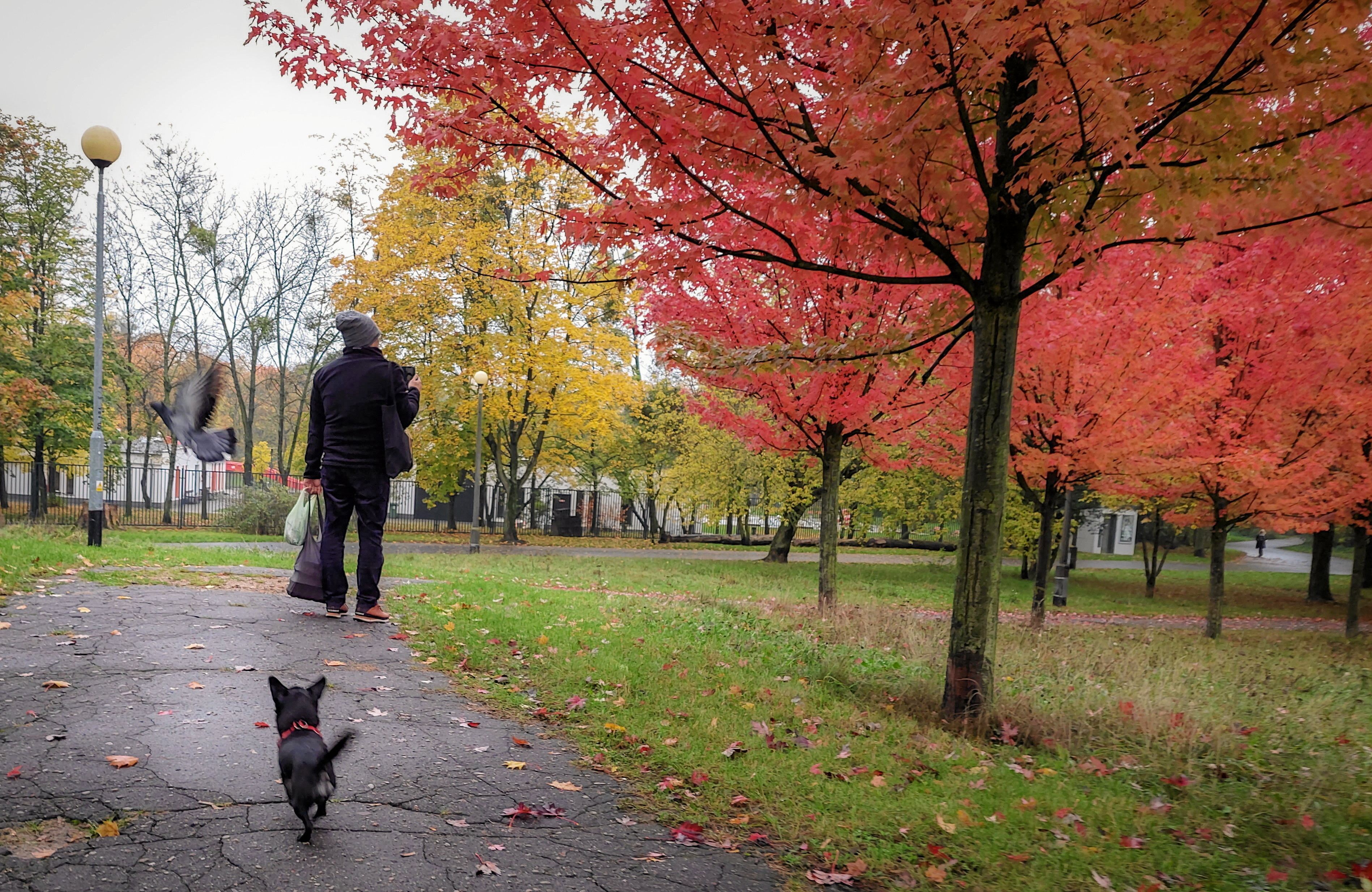Jesień. Czlowiek spacerujący z psem