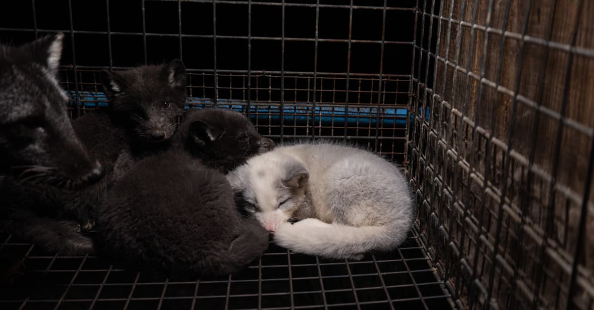 Poranione łapy, stres, śmierć przez zagazowanie i rażenie prądem. Sejm może zakończyć erę cierpienia