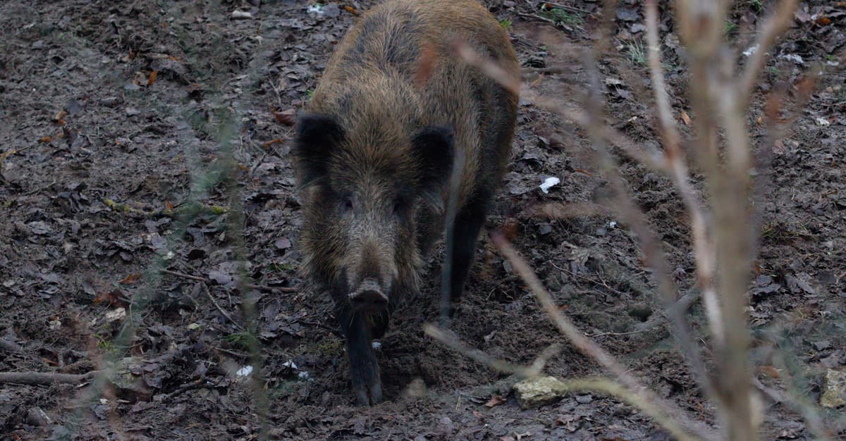 Dziki dalej będą zabijane w imię walki z ASF. Ministerstwo Rolnictwa wydało rozporządzenie