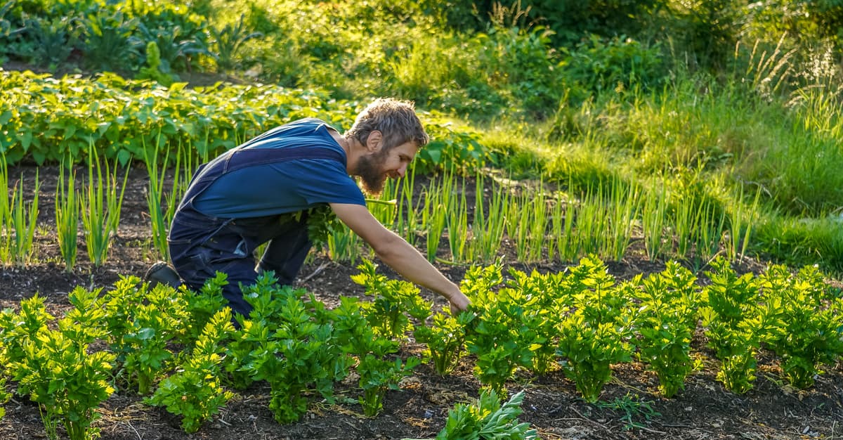 Jaja od kur pana Andrzeja, rośliny z ogrodu miejskiego. Jak działają kooperatywy spożywcze? [WYWIAD]