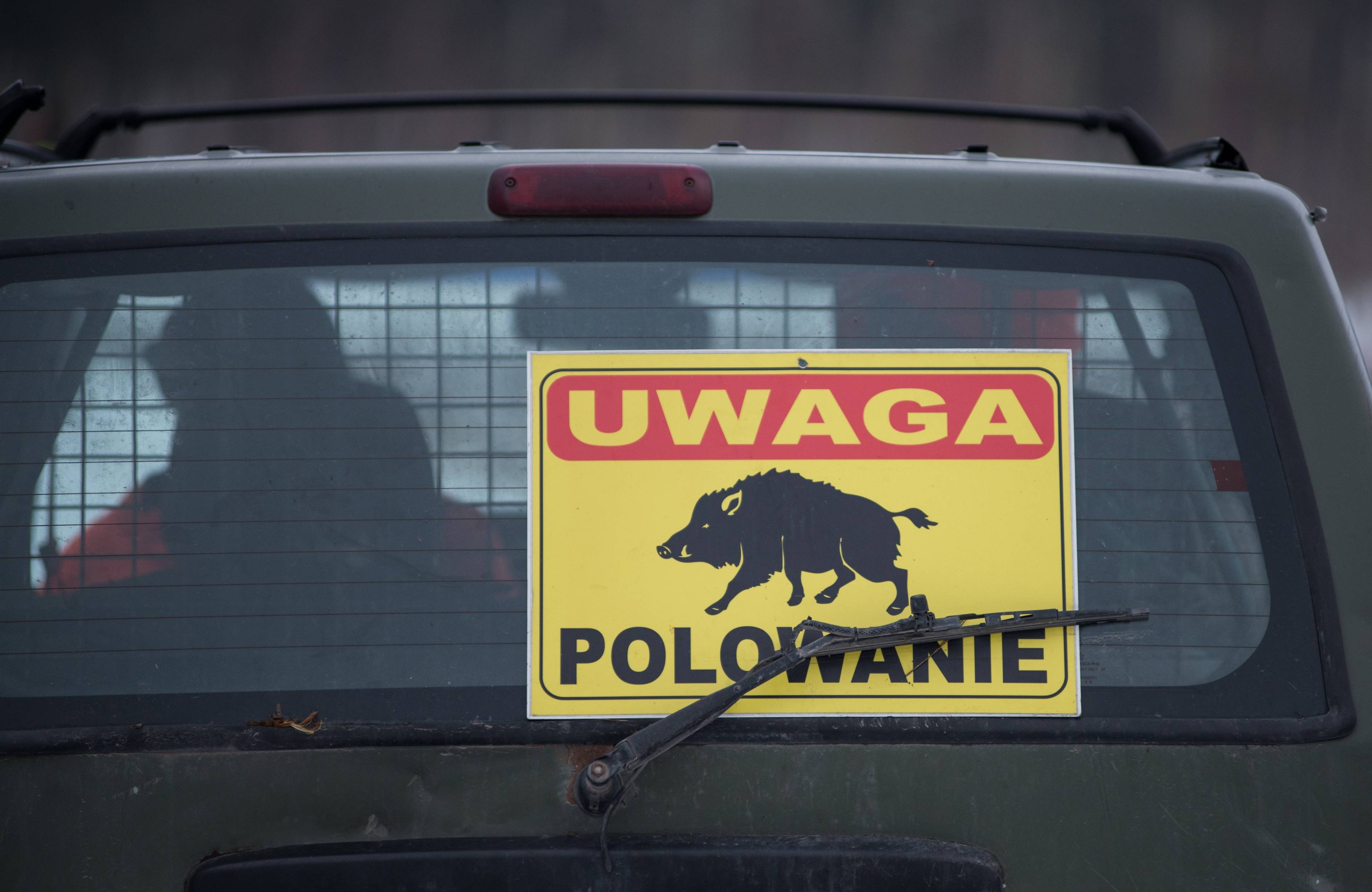 Żółta tablica "Uwaga polowanie na dziki" zatknieta za tylną szybę samochodu