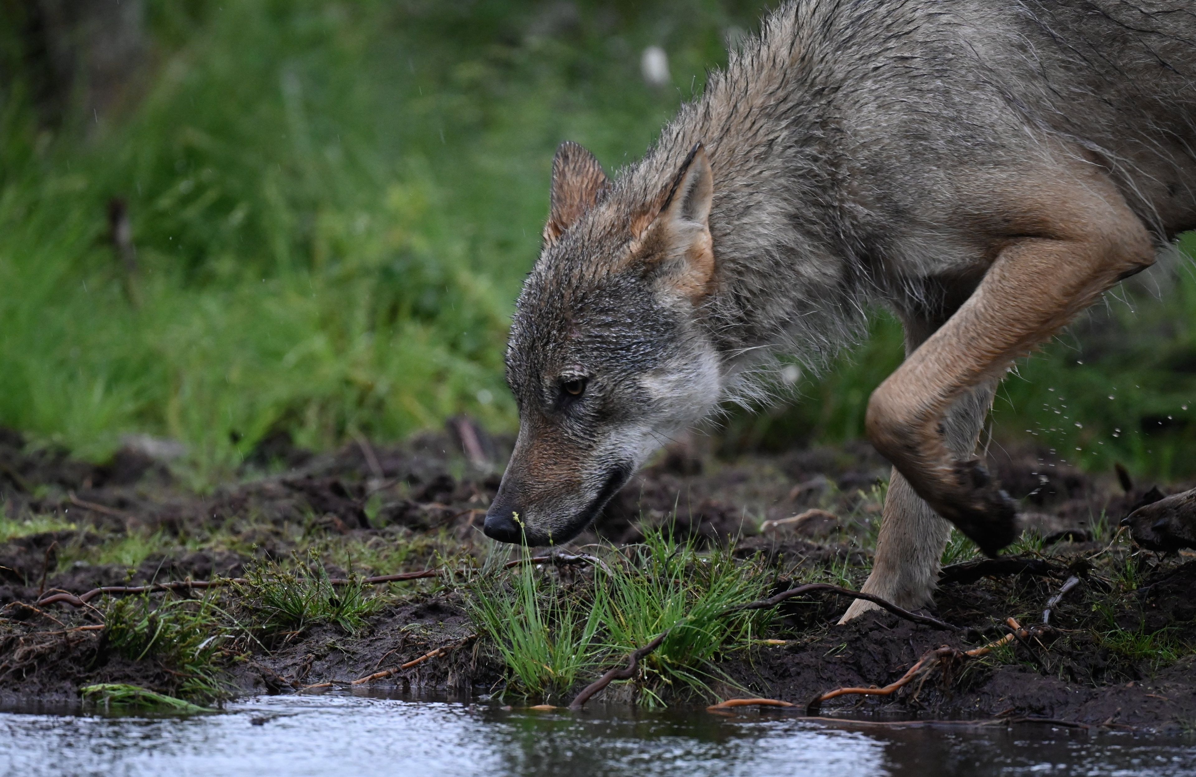 FINLAND-ENVIRONMENT-ANIMAL-WOLF